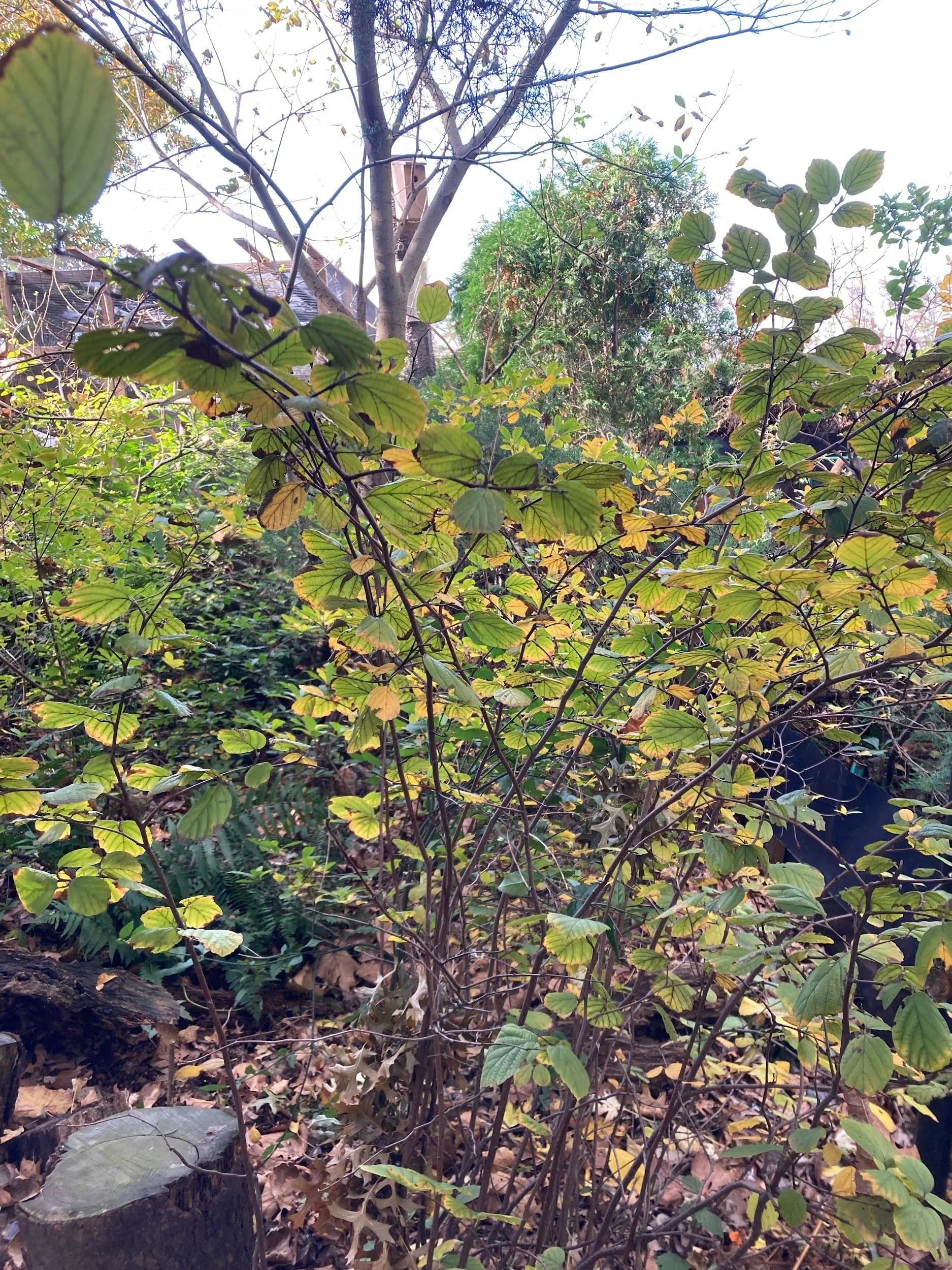 Witch-alder (Fothergilla major)