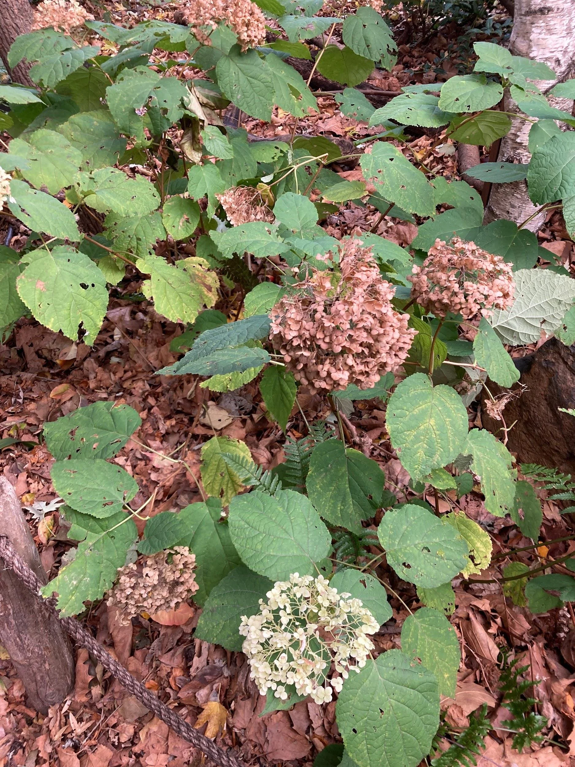Hydrangea annabelle (Hydrangea arborescens)