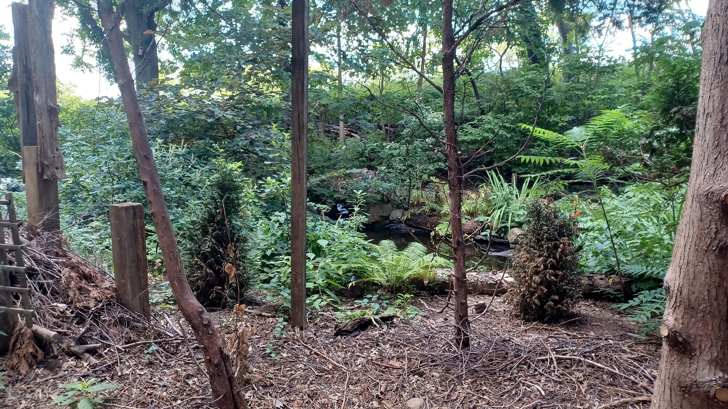 Native plants in forest setting