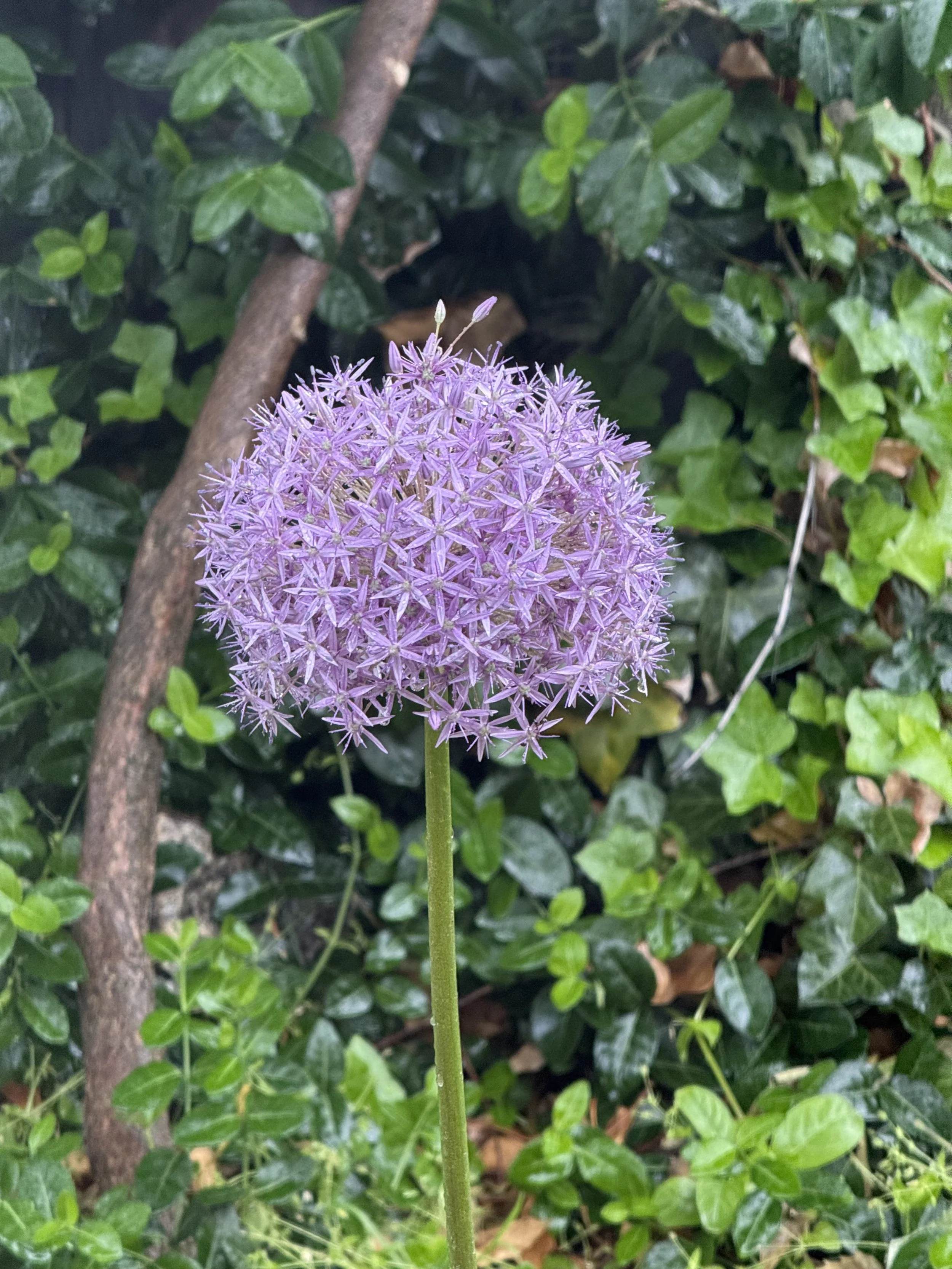 Allium flower