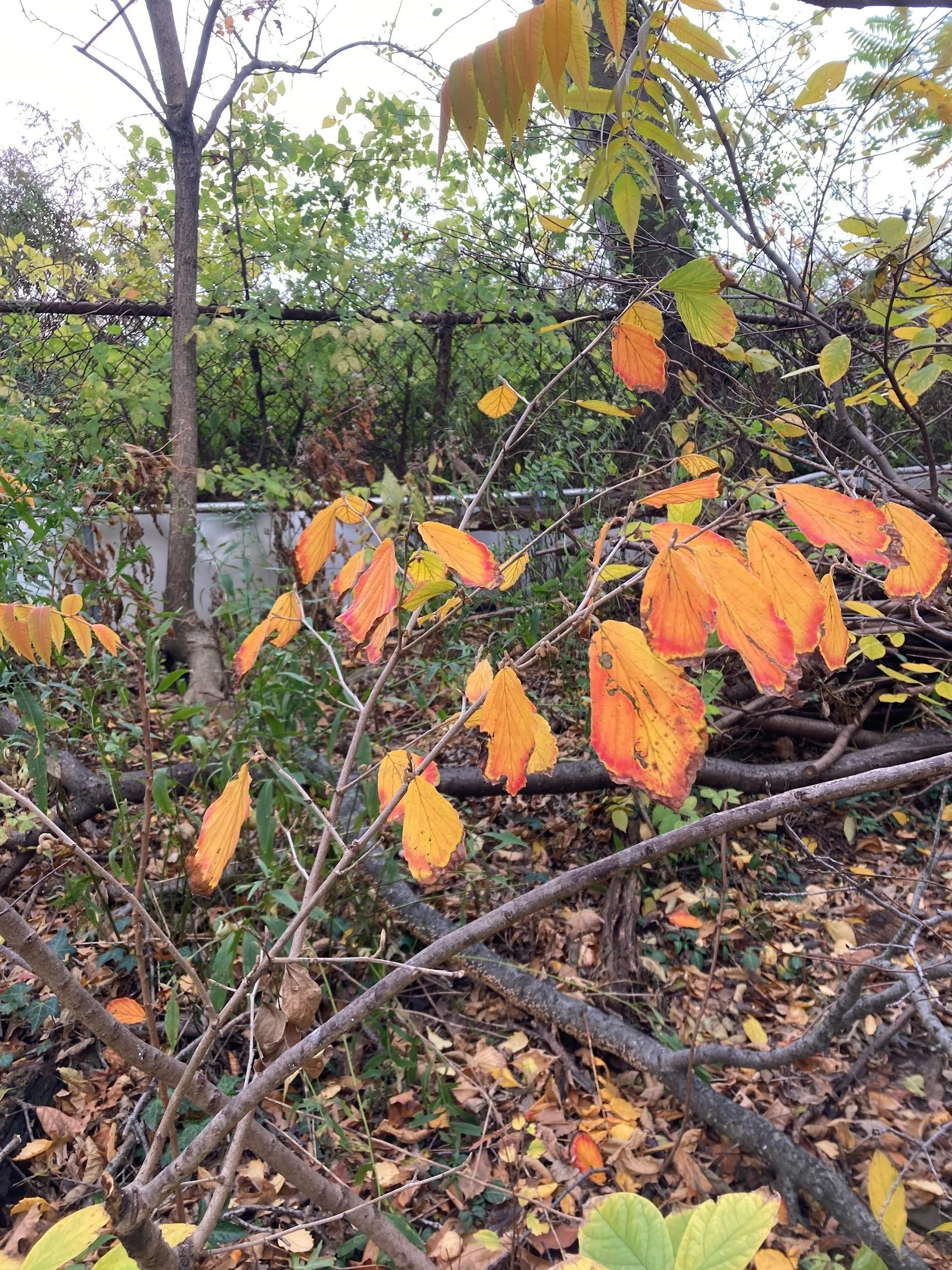 American witch-hazel (Hamamelis virginiana)