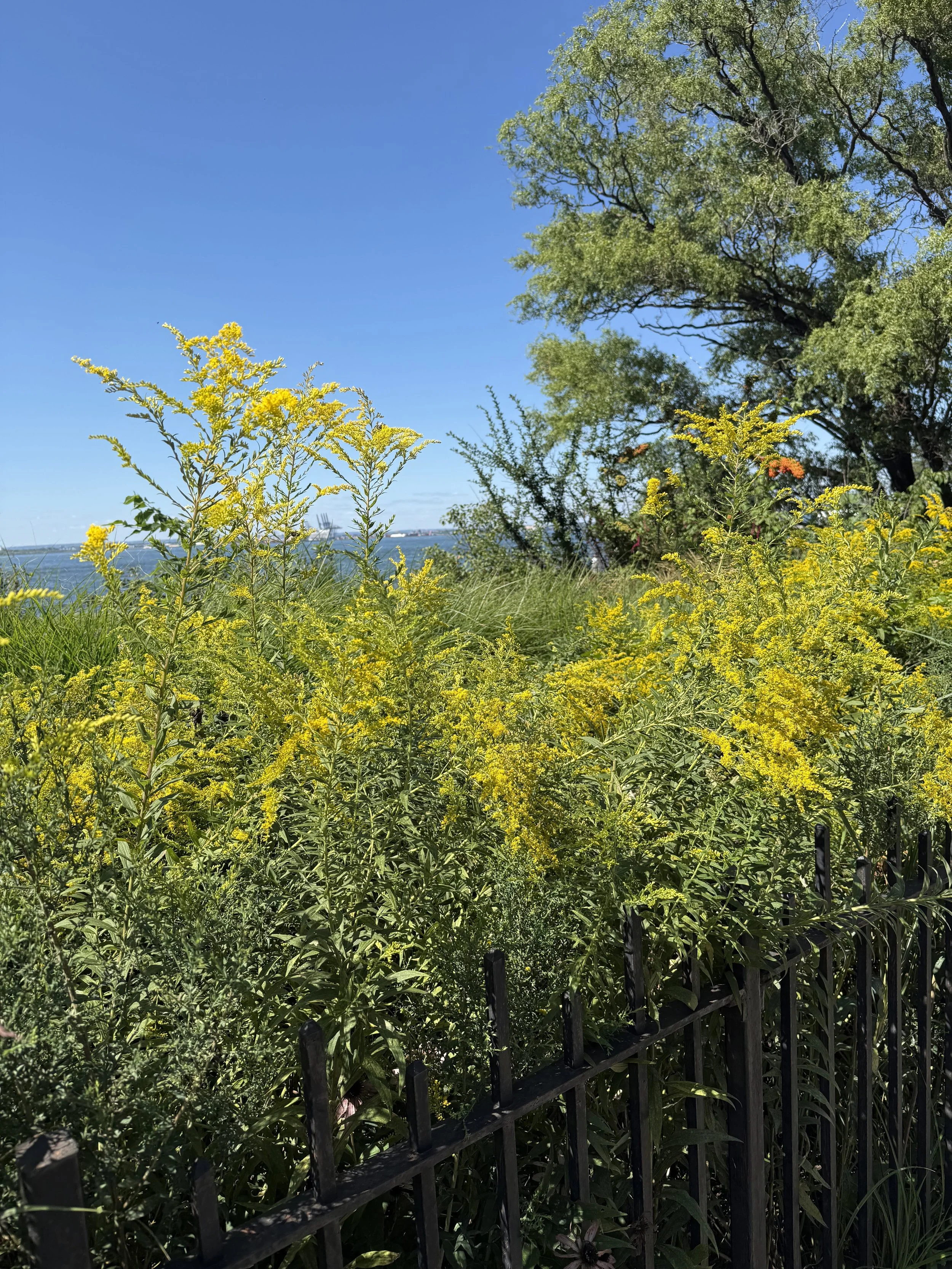 Goldenrod in full bloom 