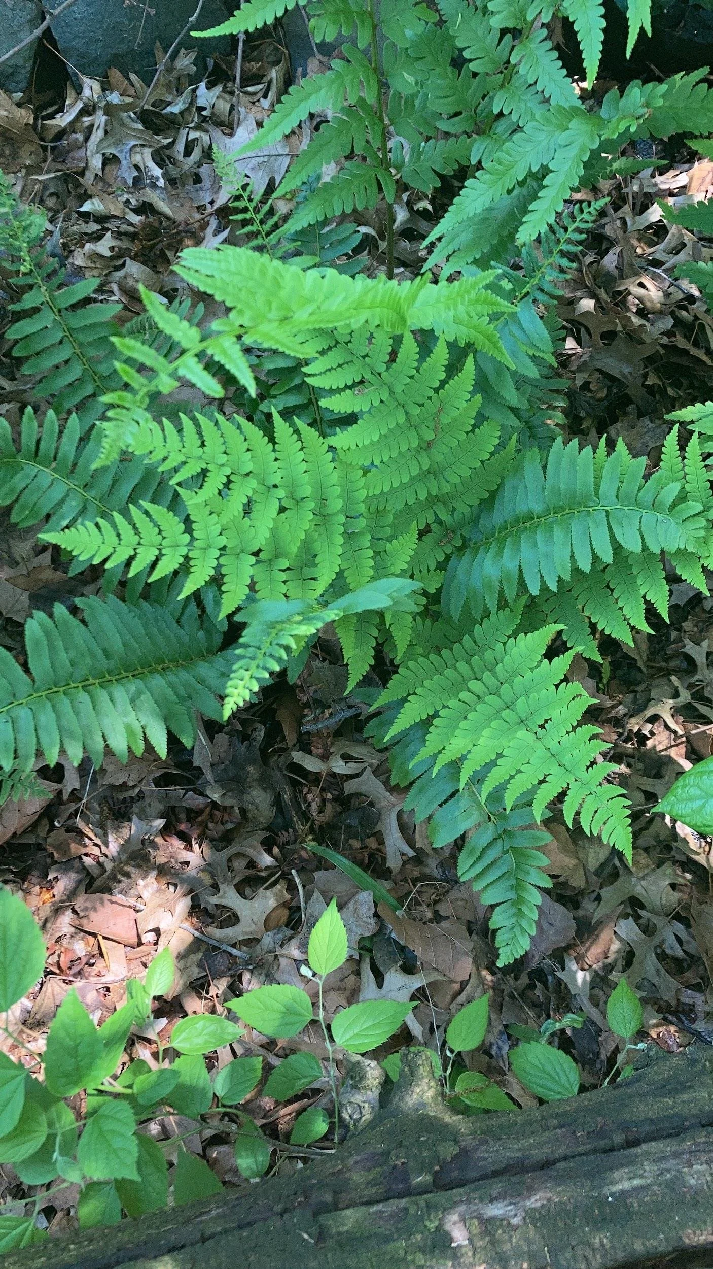 Marginal wood fern (Dryopteris marginalis)