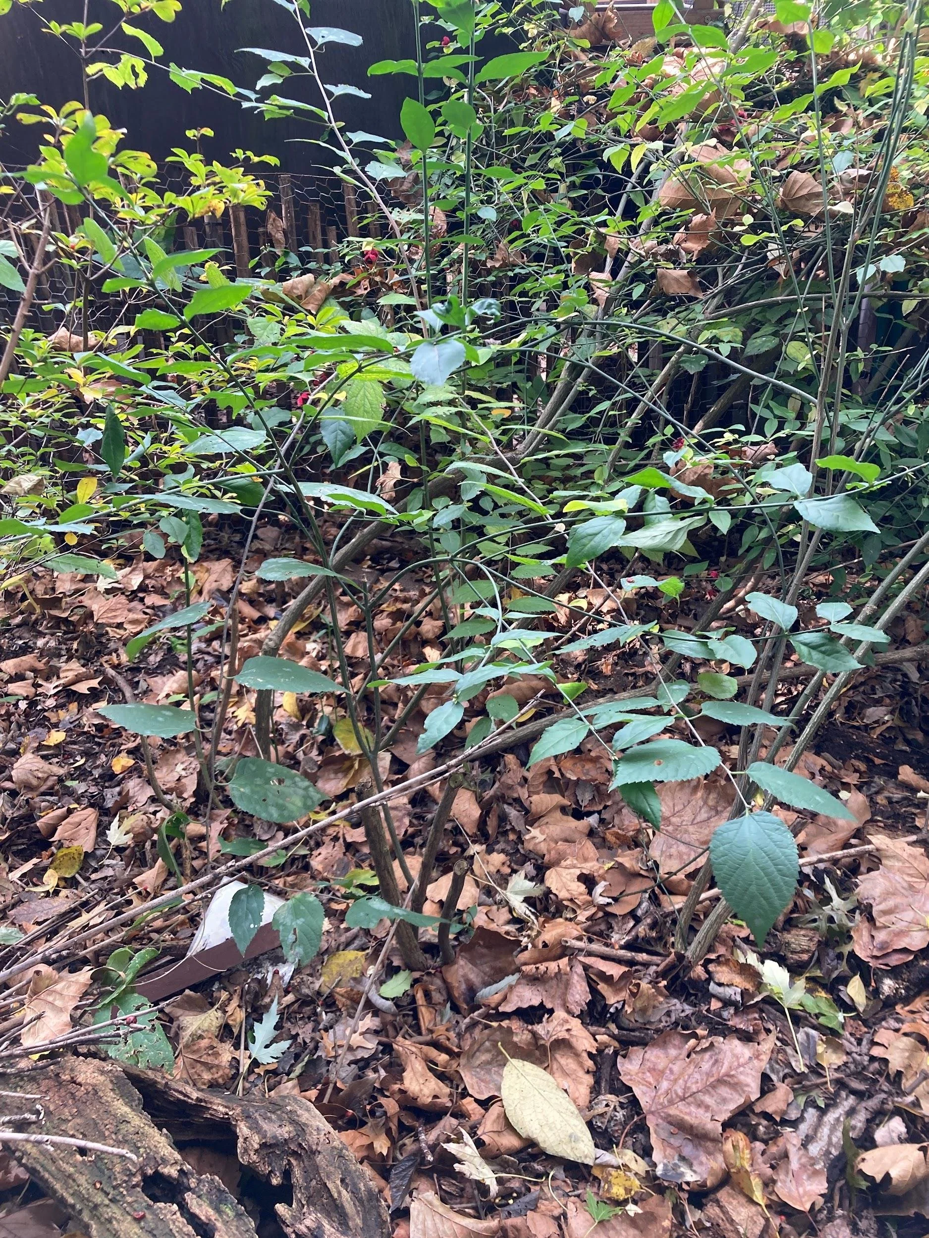 American strawberry bush (Euonymus americanus)