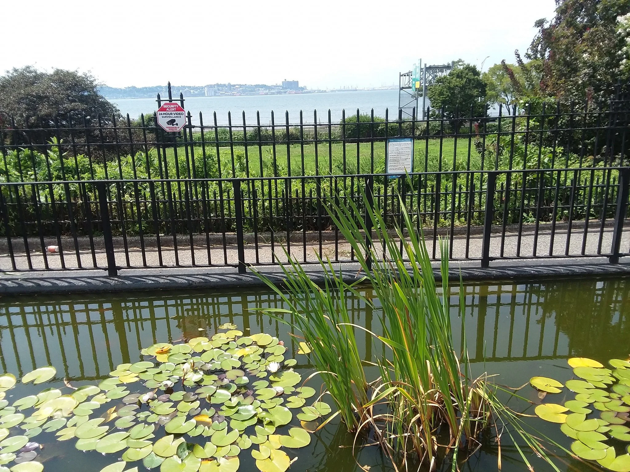 Lily Pond