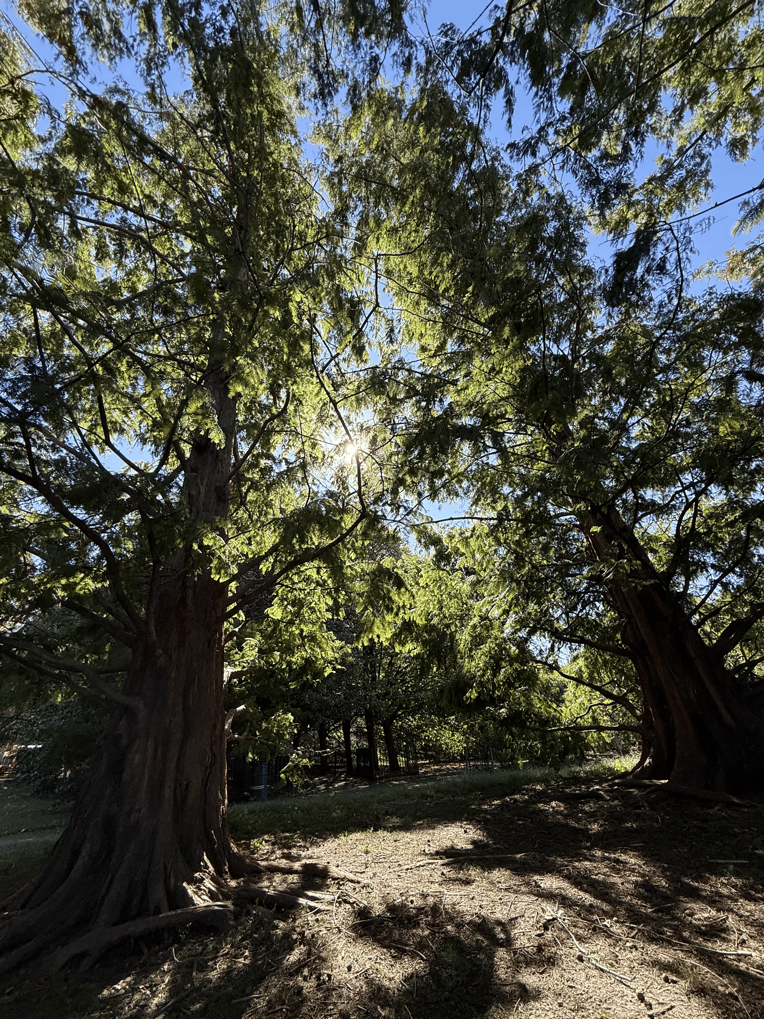 Dawn Redwood Grove