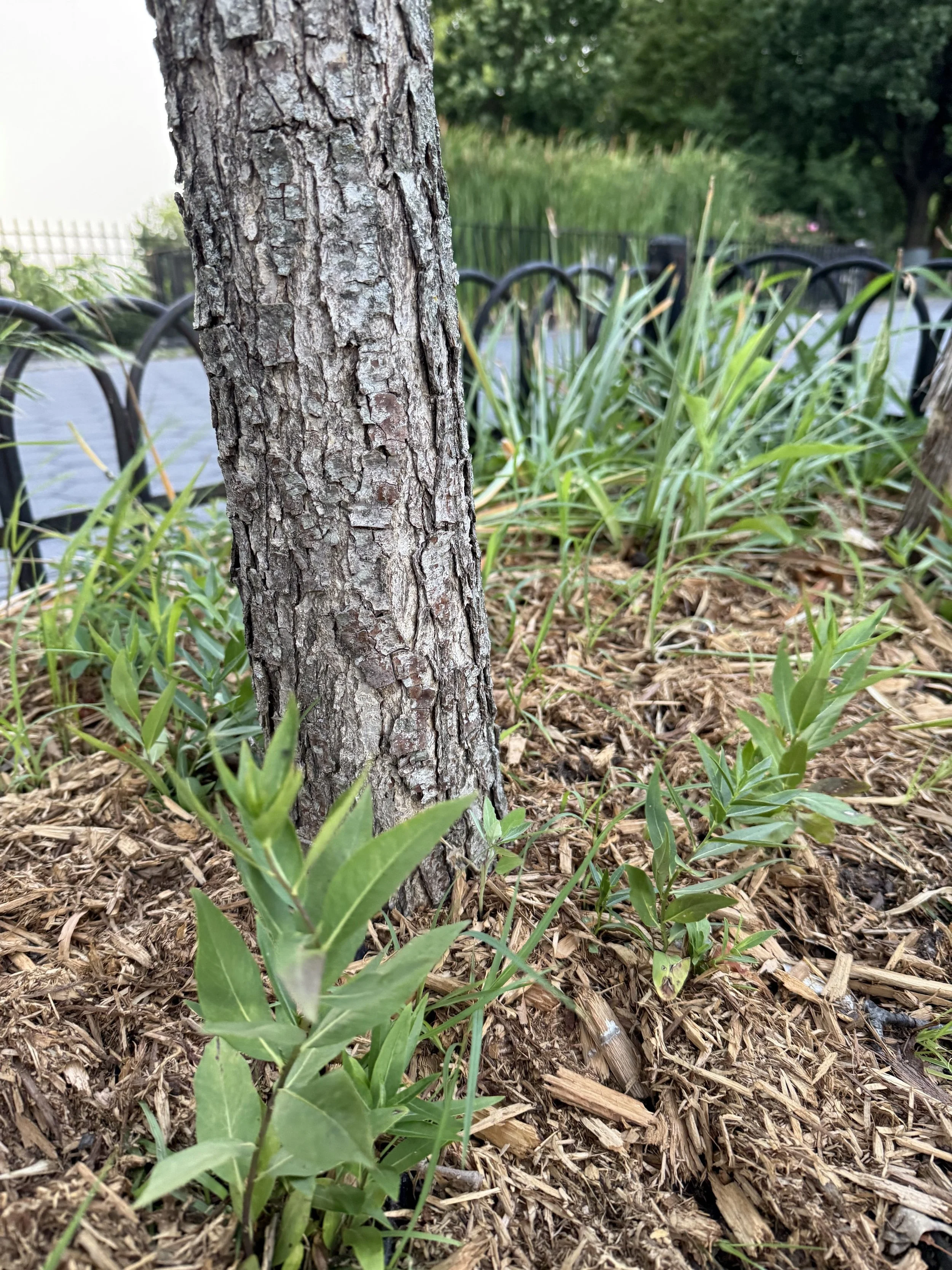 Eastern Bluestar (Amsonia tabernaemontana)