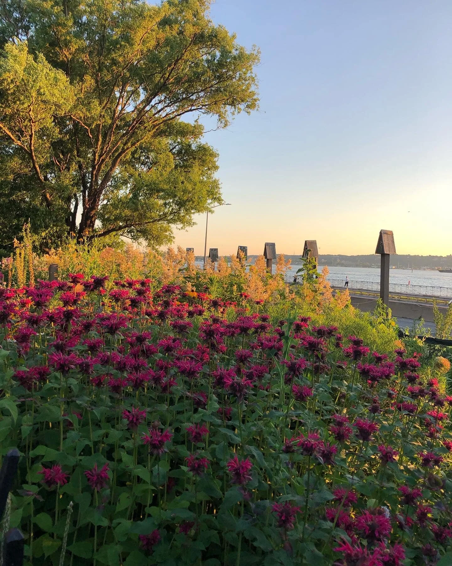 Bee Balm (Monarda didyma)