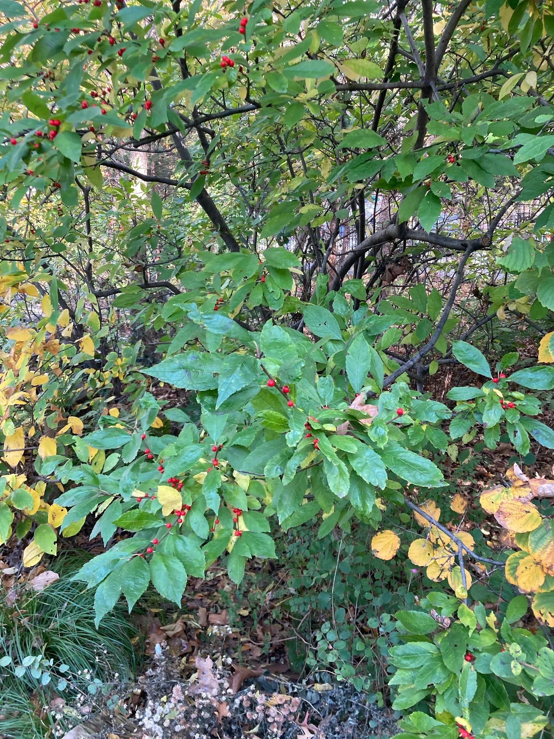 Winterberry holly ( Ilex verticillata)