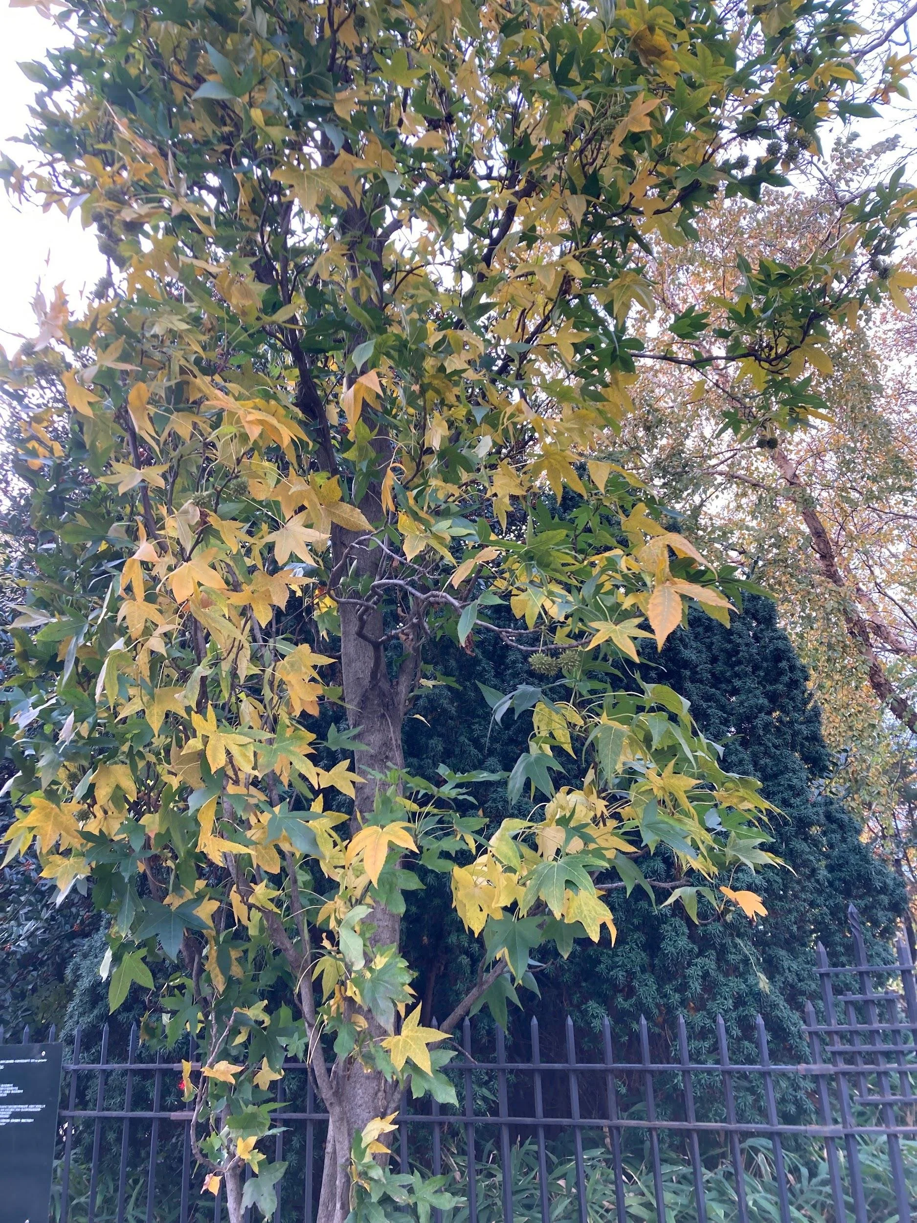 Sweetgum (Liquidambar styraciflua)