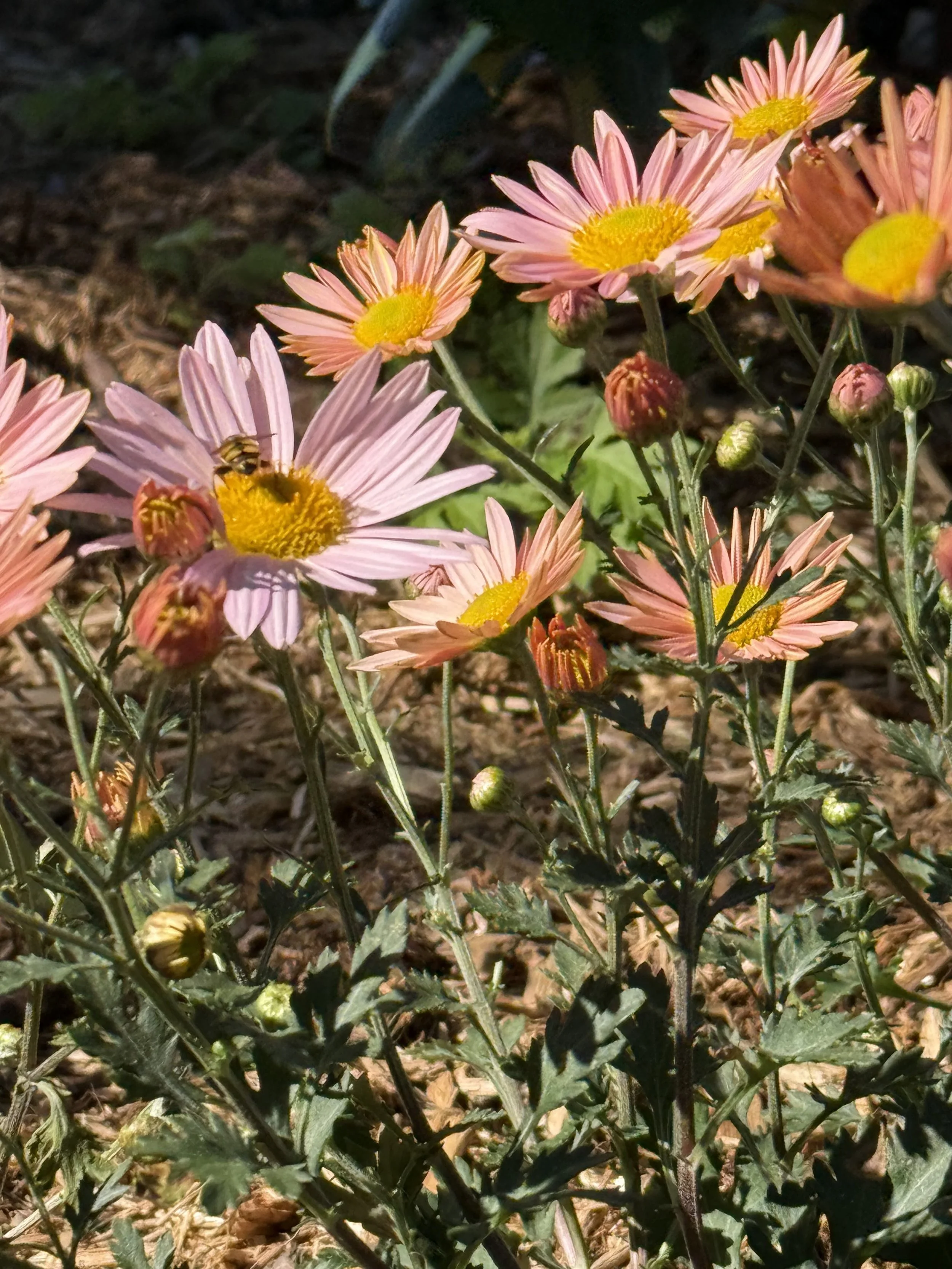 Sensory Garden