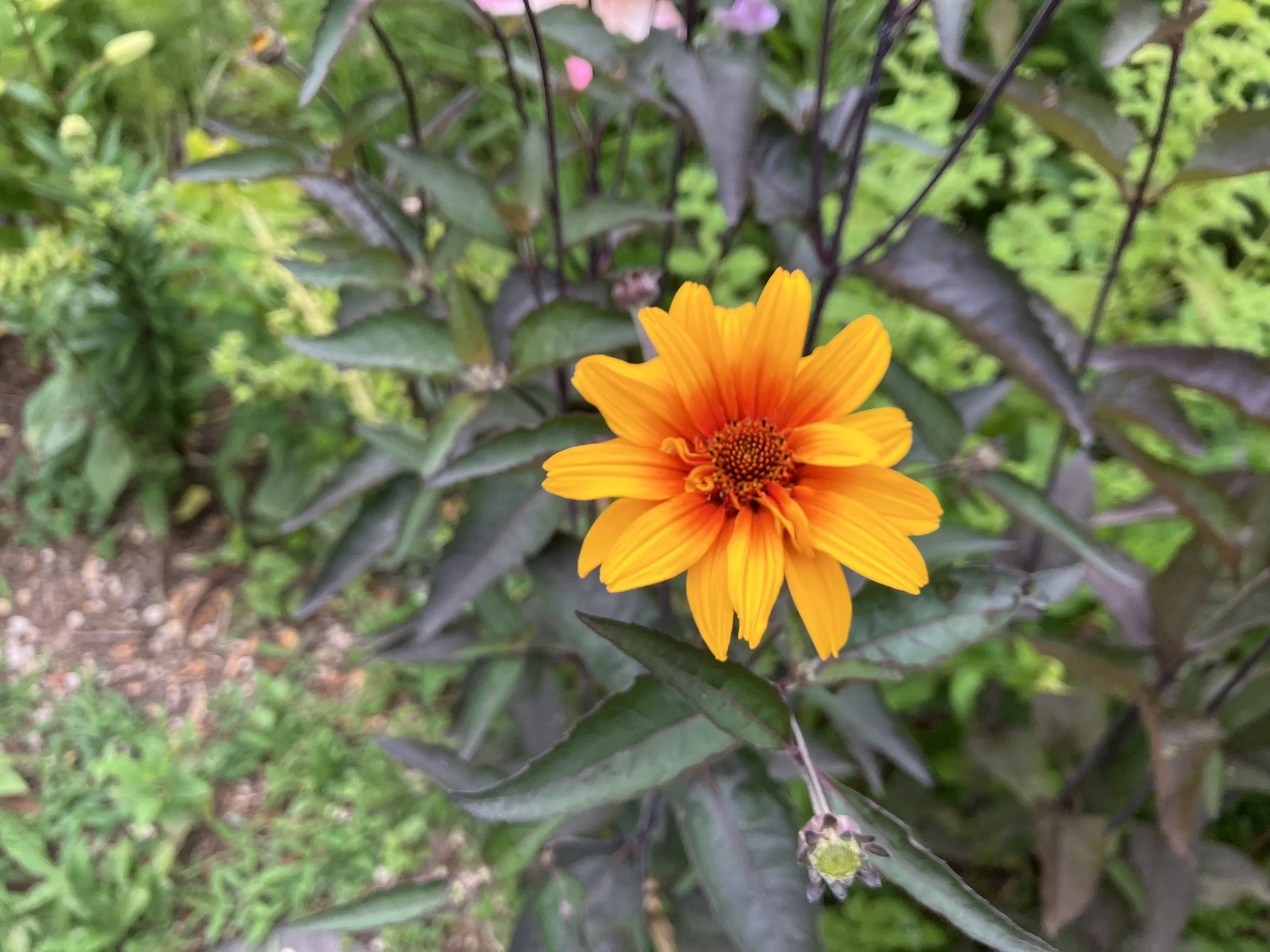 False Sunflower 'Burning Hearts' (Heliopsis helianthoides var. scabra) 