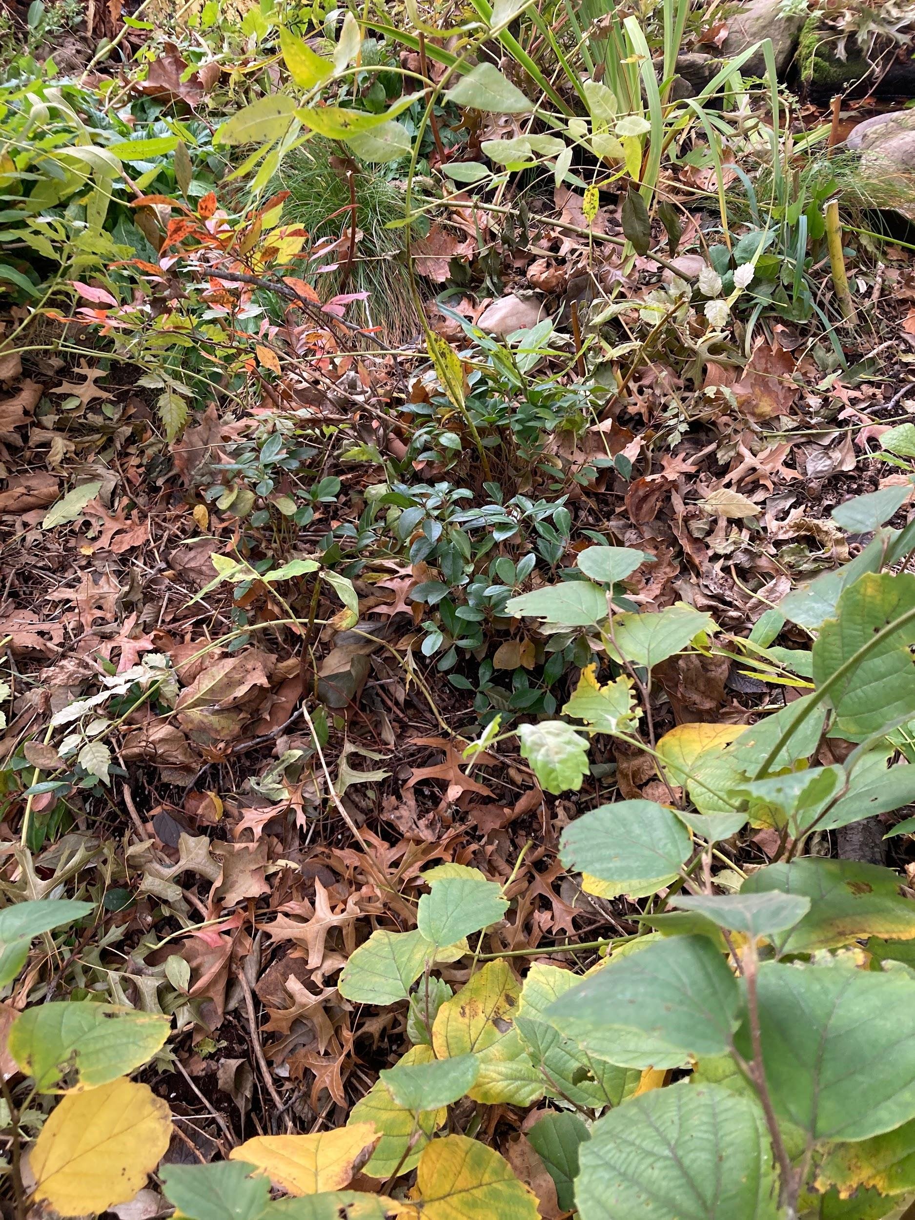 American wintergreen (Gaultheria procumbens)
