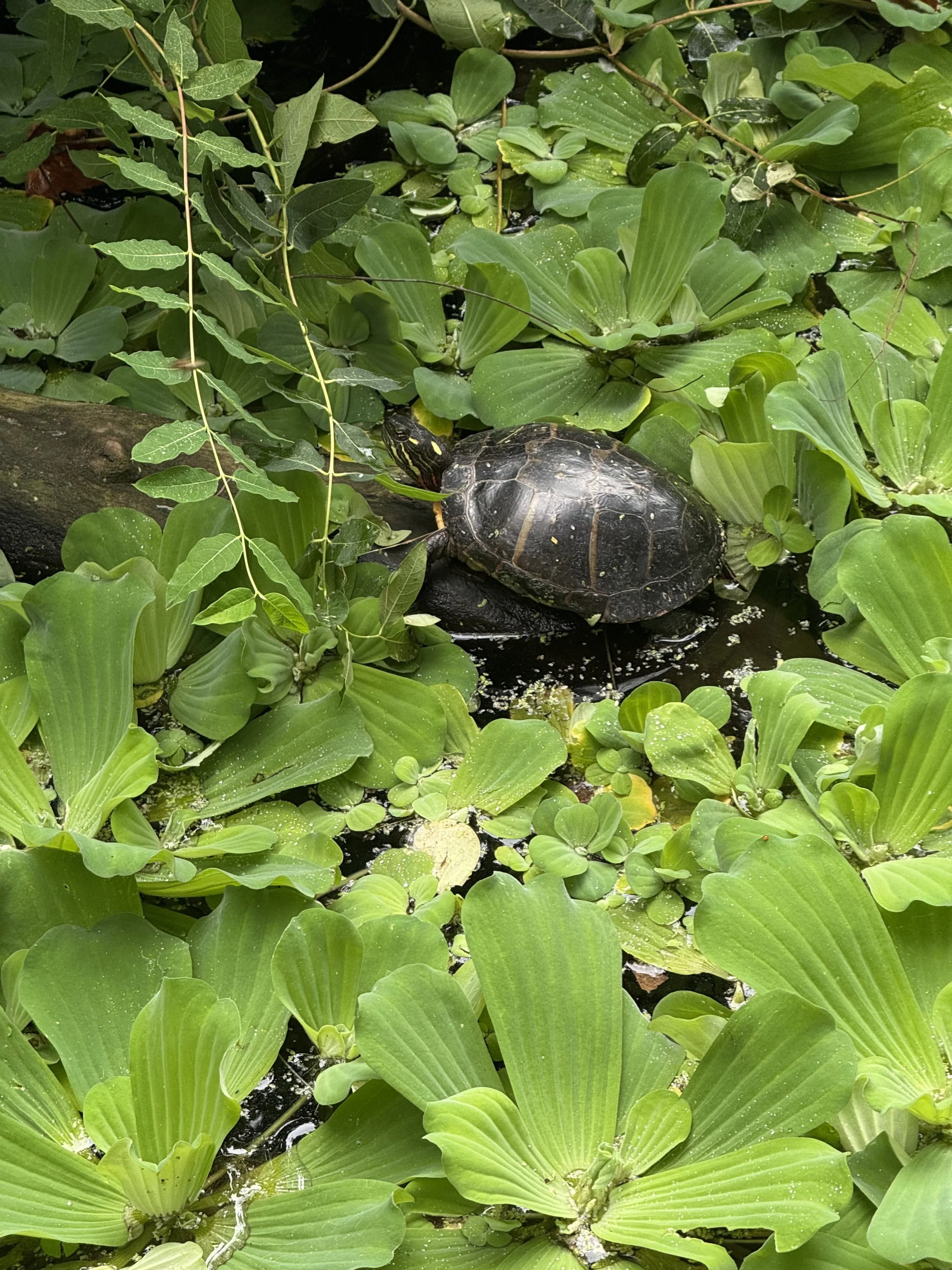 Painted turtle in the Wildlife Sanctuary pond