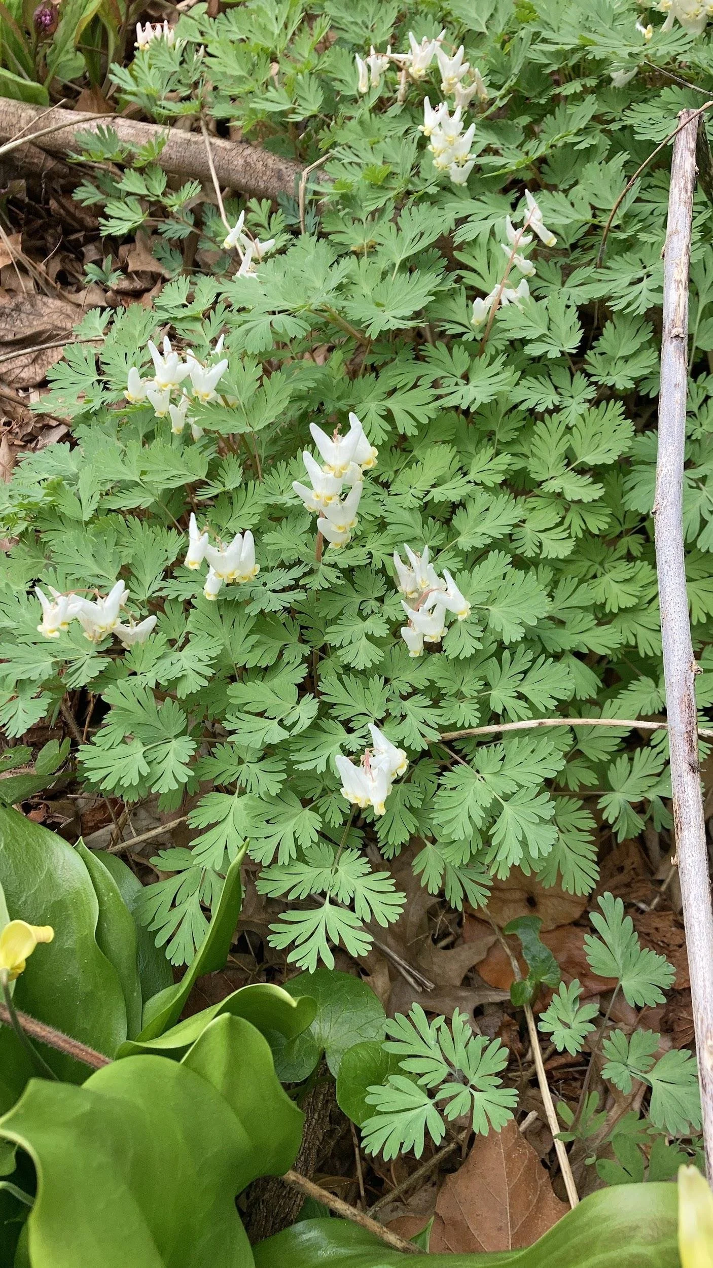 Dutchman's breeches (Dicentra cucullaria)