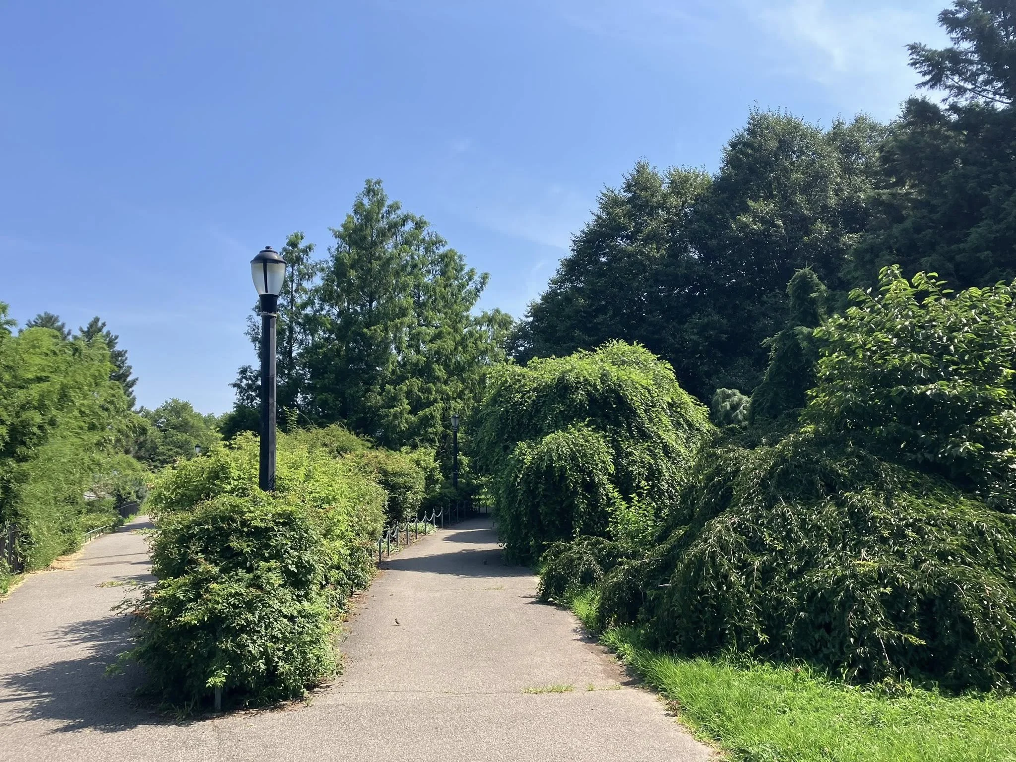 Old rose garden path