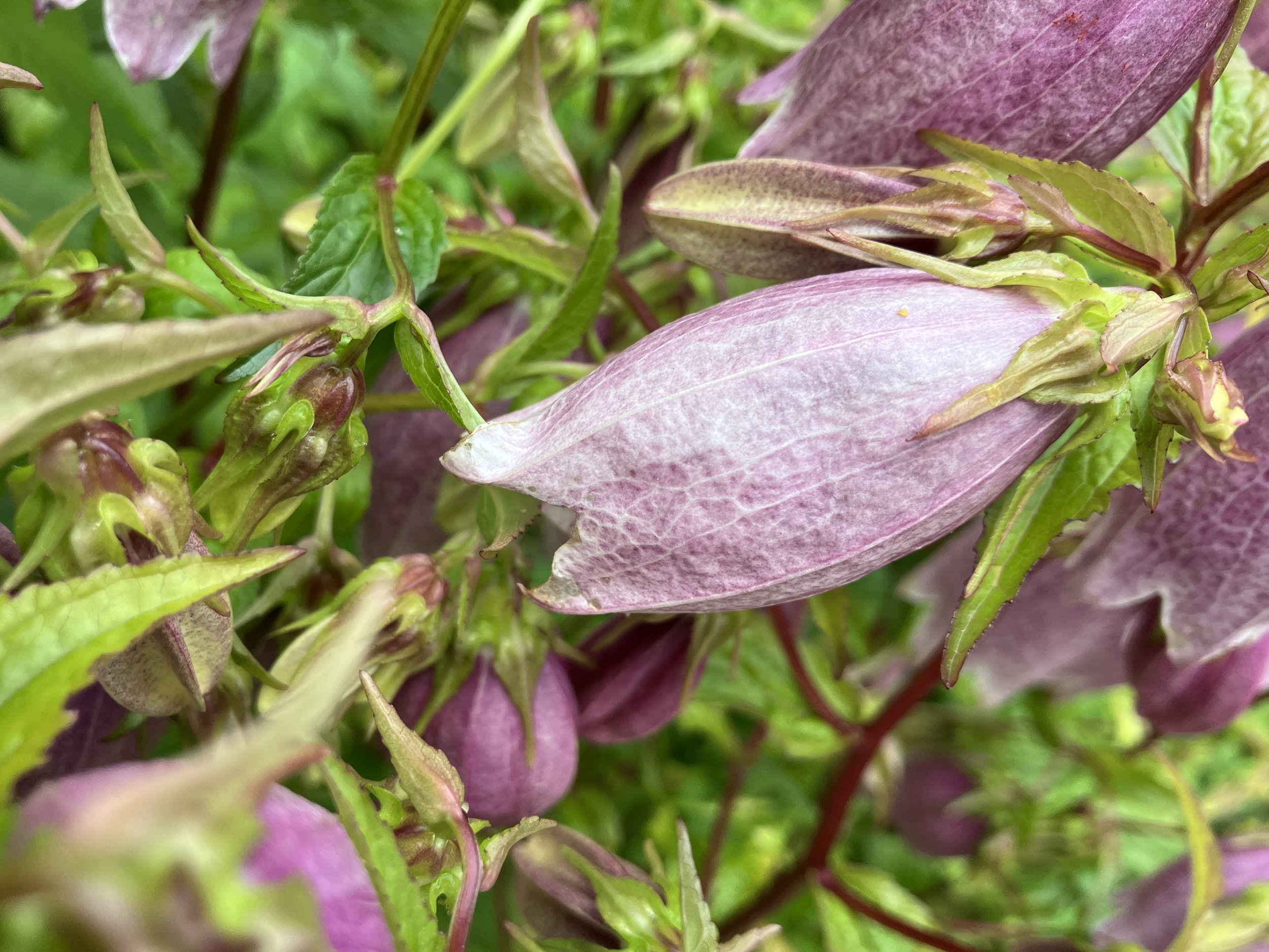 Korean Bellflower (Campanula takesimana)