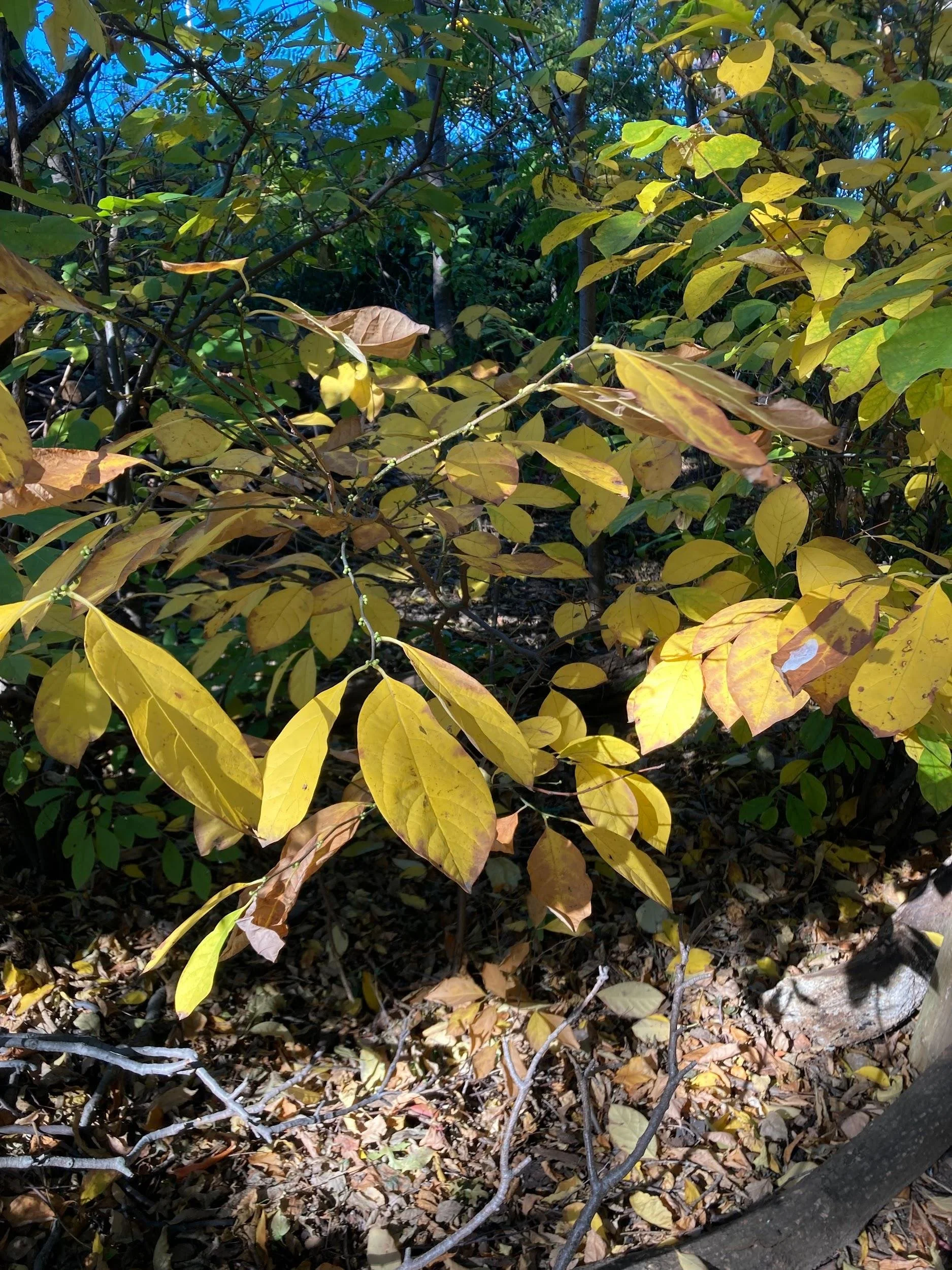 Spicebush (Lindera benzoin)
