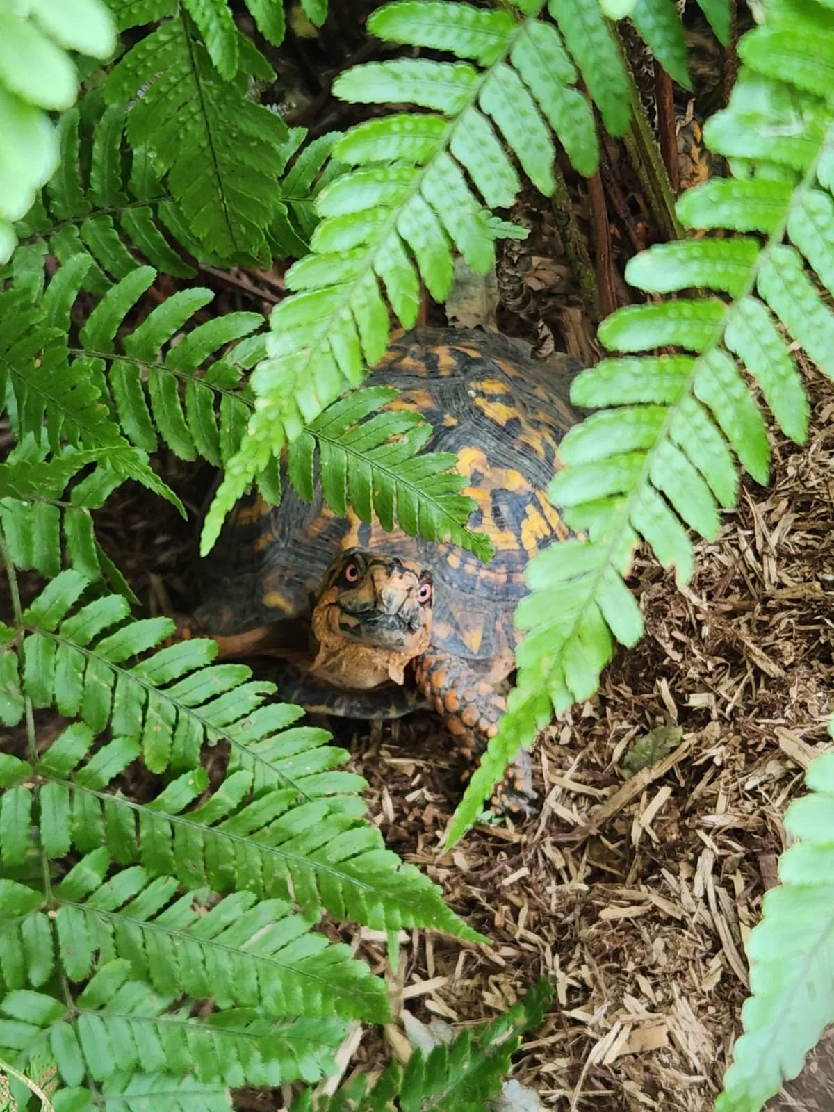 Fern and box turtle