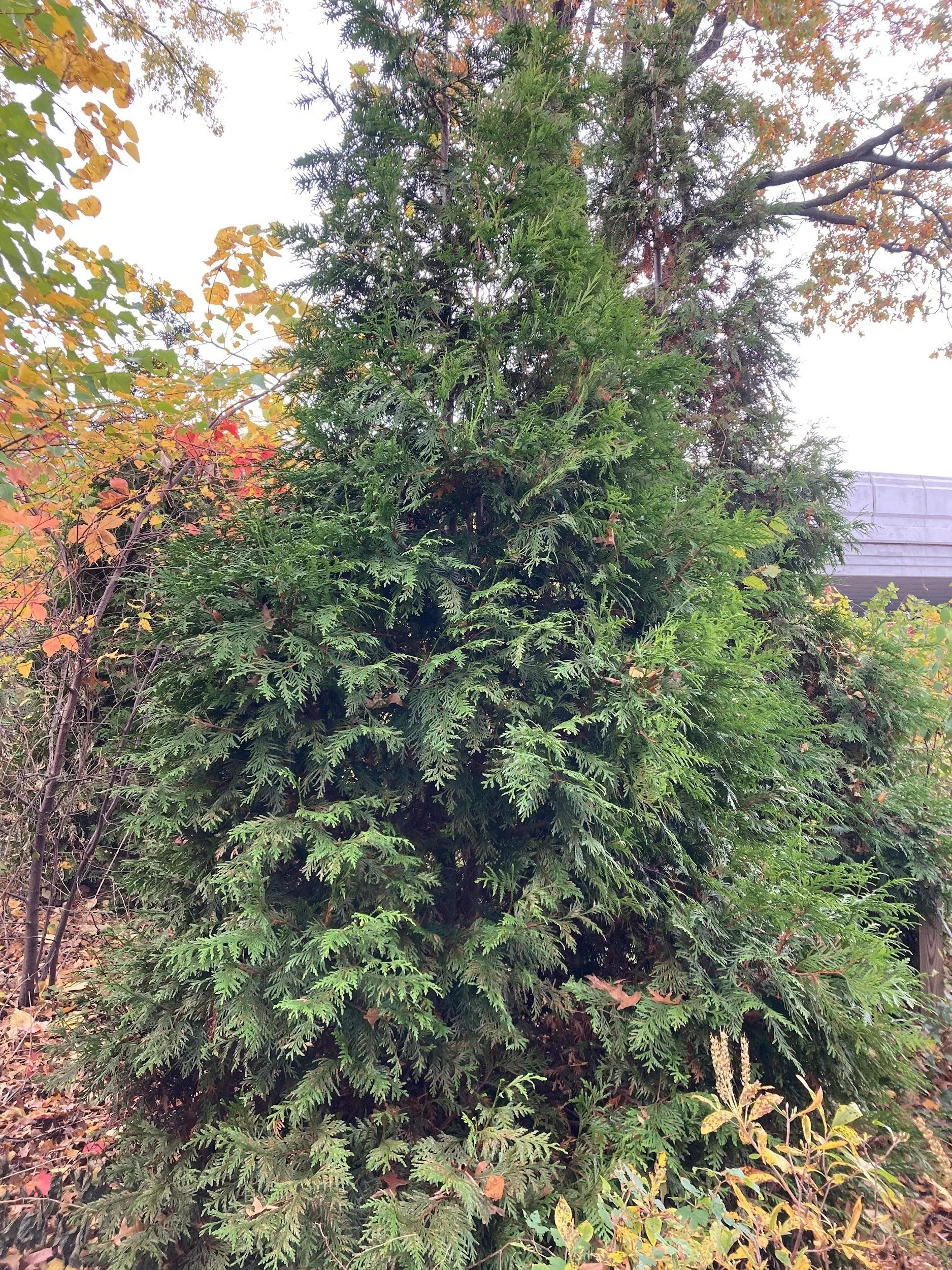 Arborvitae (Thuja standishii x plicata 'Green Giant')