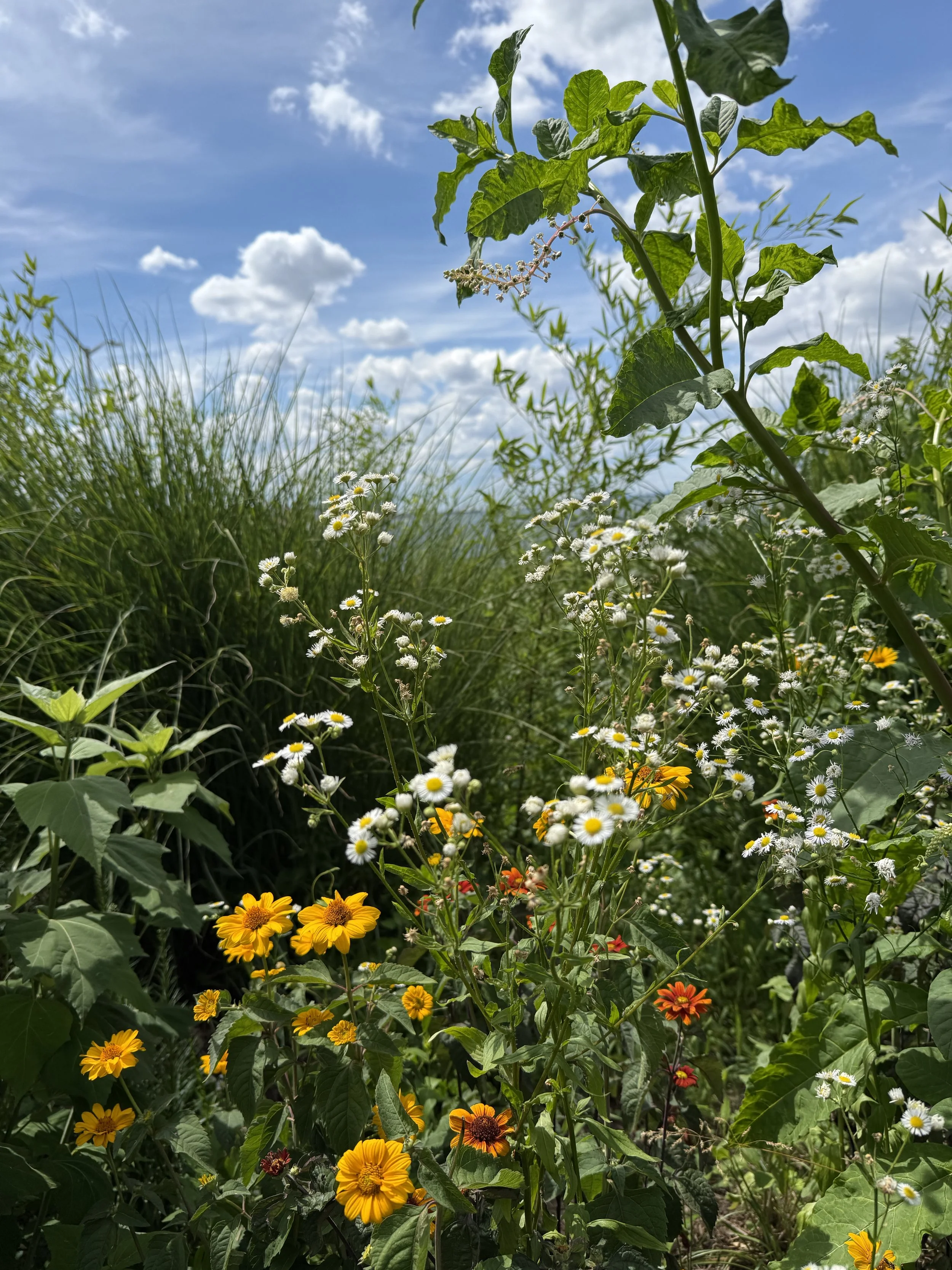 Hillside Meadow in full bloom