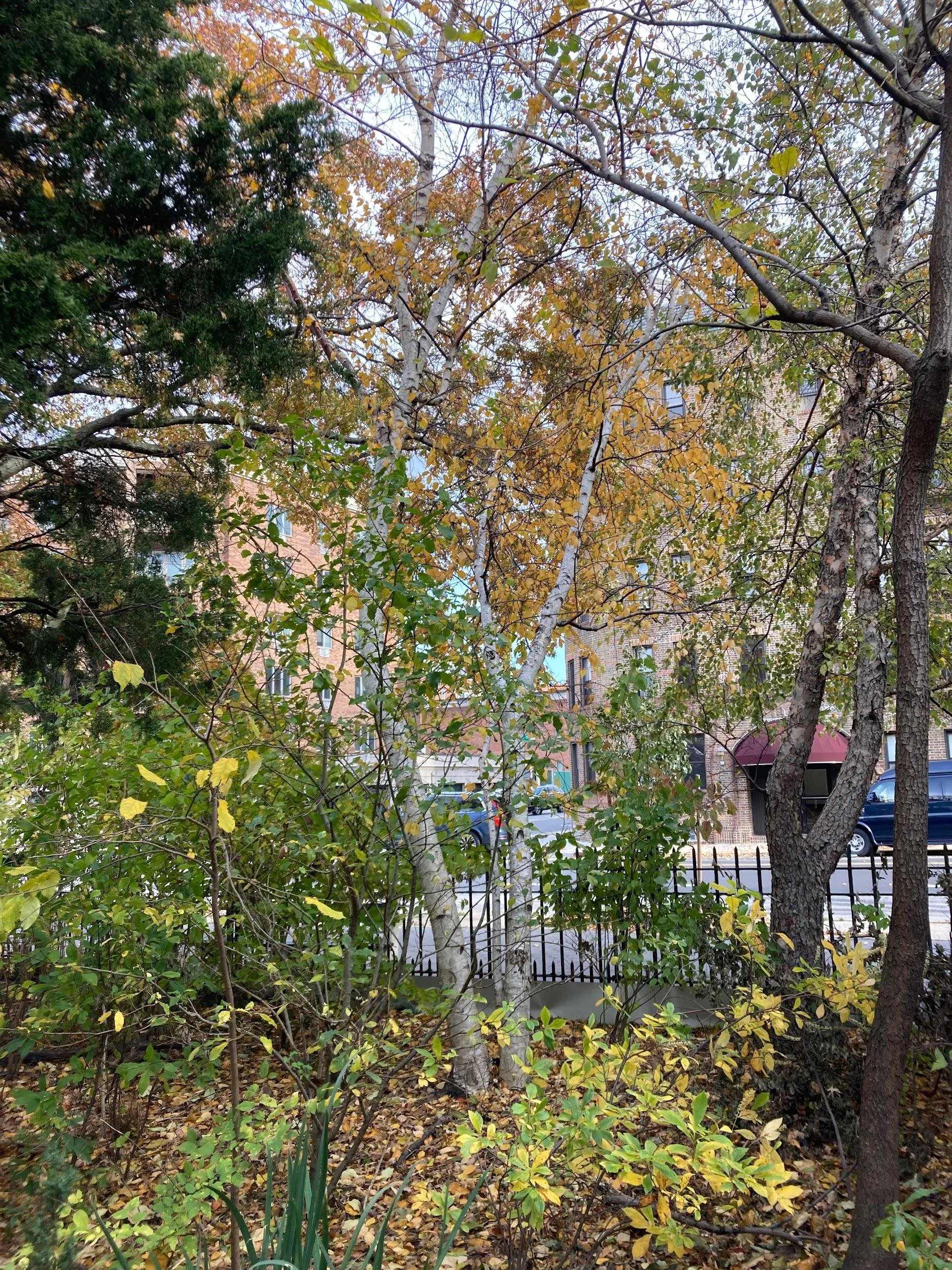 River birch (Betula nigra)