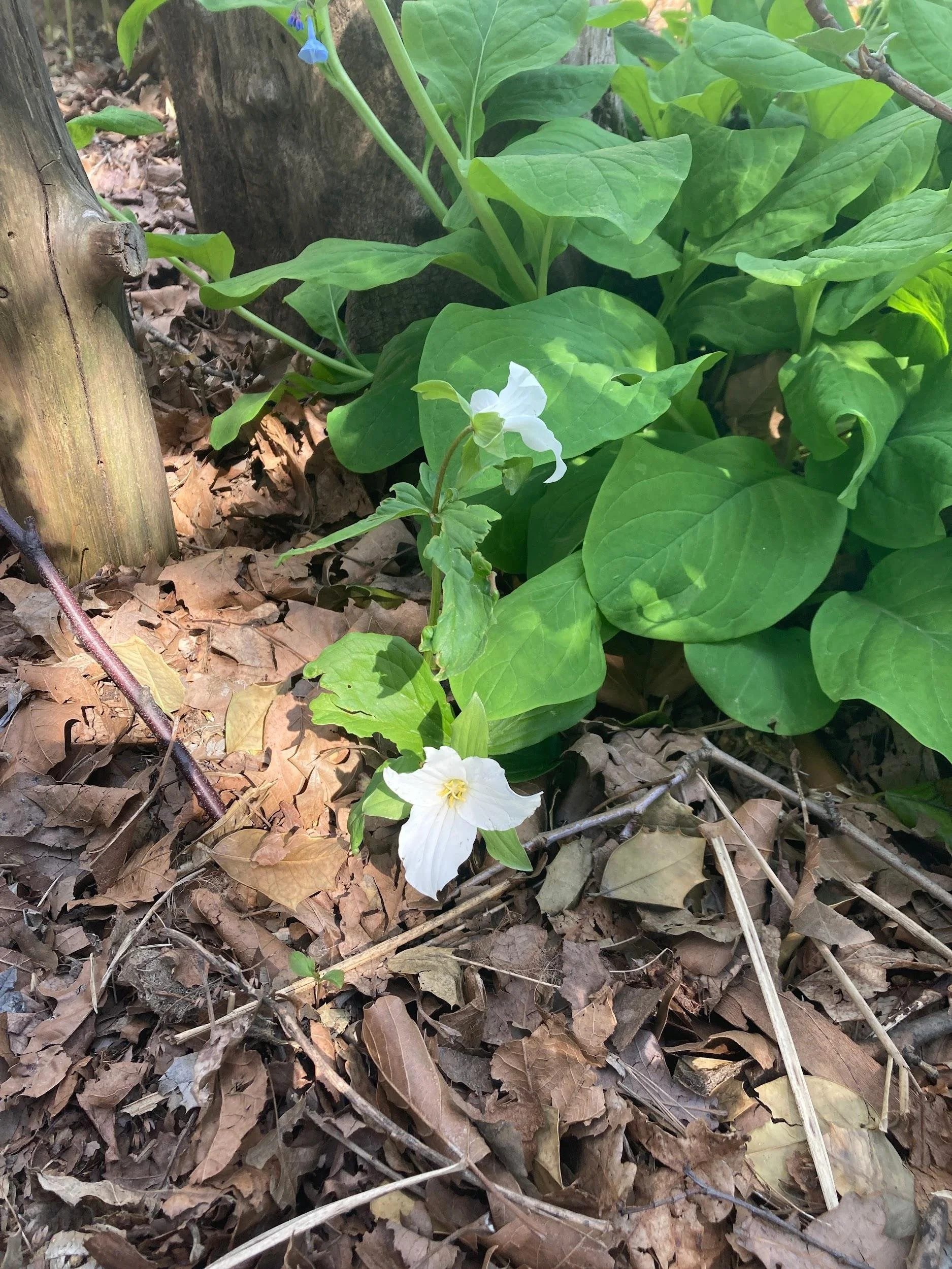 Trillium (Trillium grandiflora)