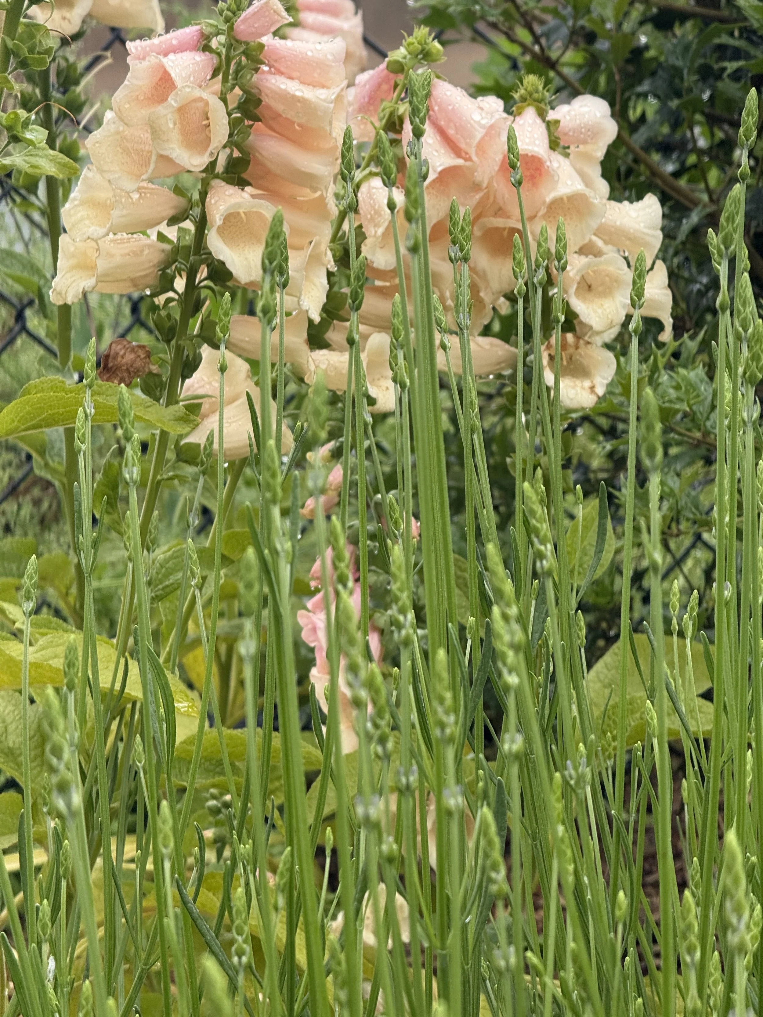 Foxgloves in The Fragrant Pathway garden