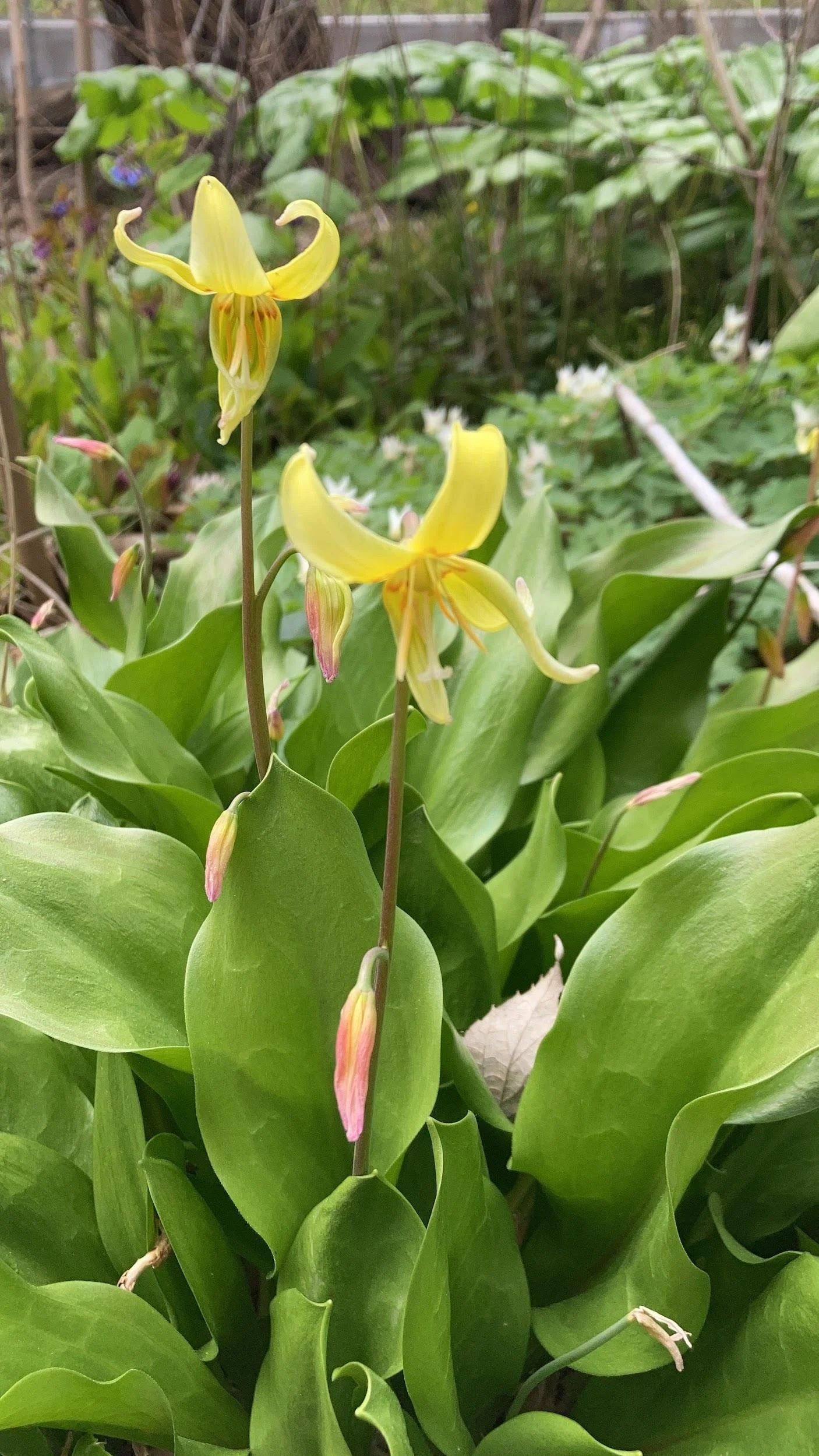 Glacier lily (Erythronium grandiflorum)