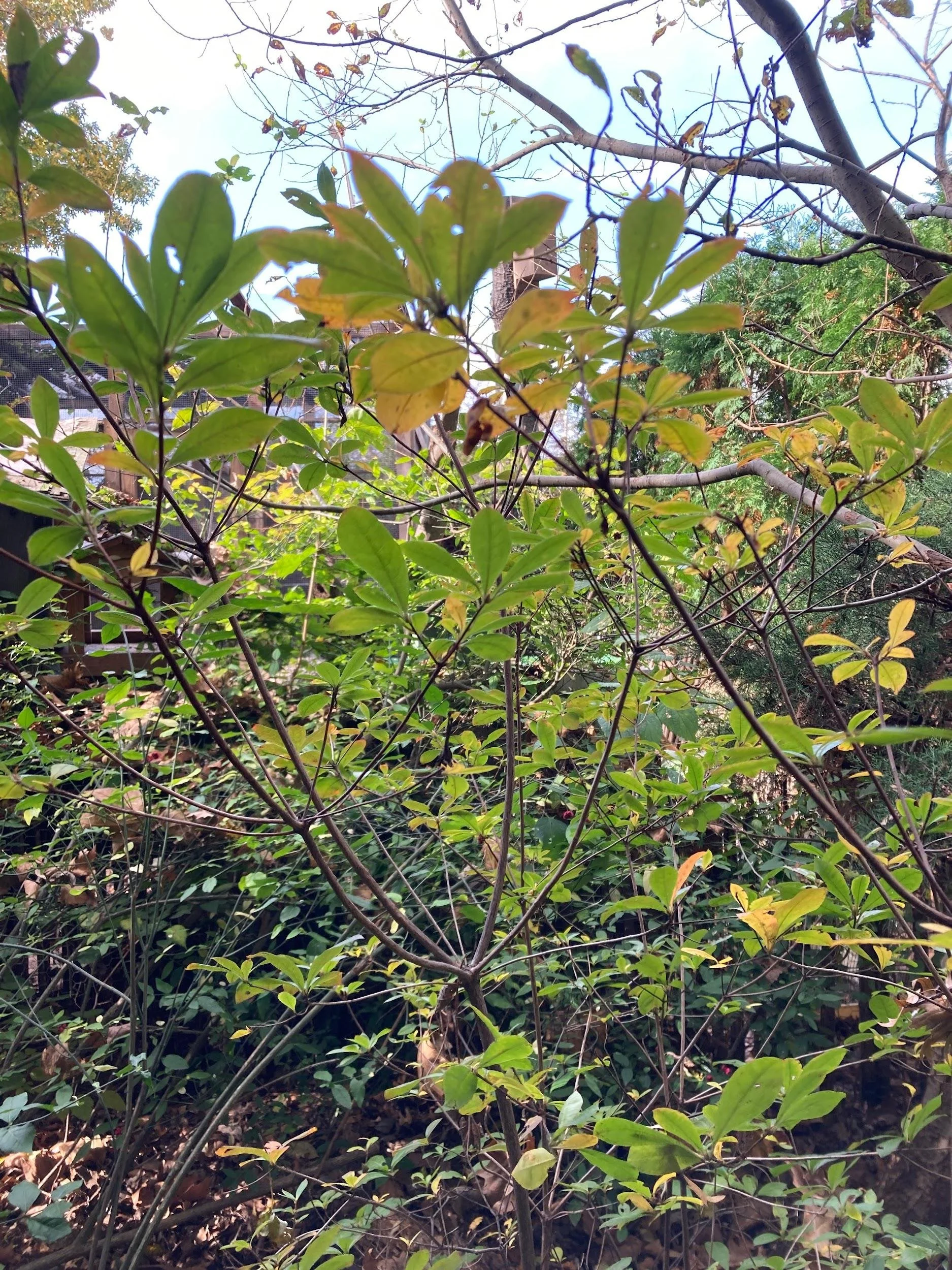 Swamp azalea (Rhododendron viscosum)