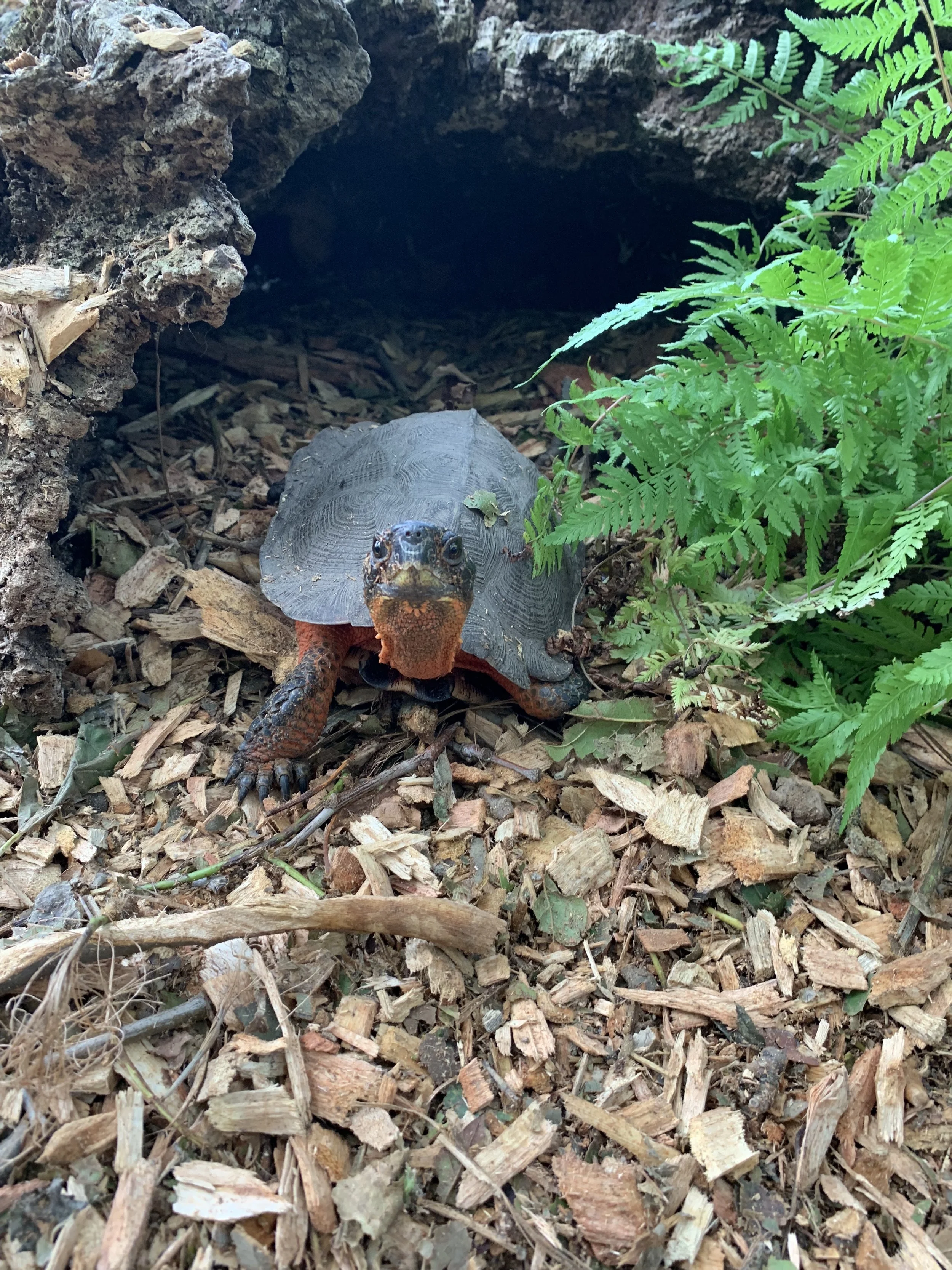 Wood Turtle (Glyptemys insculpta)