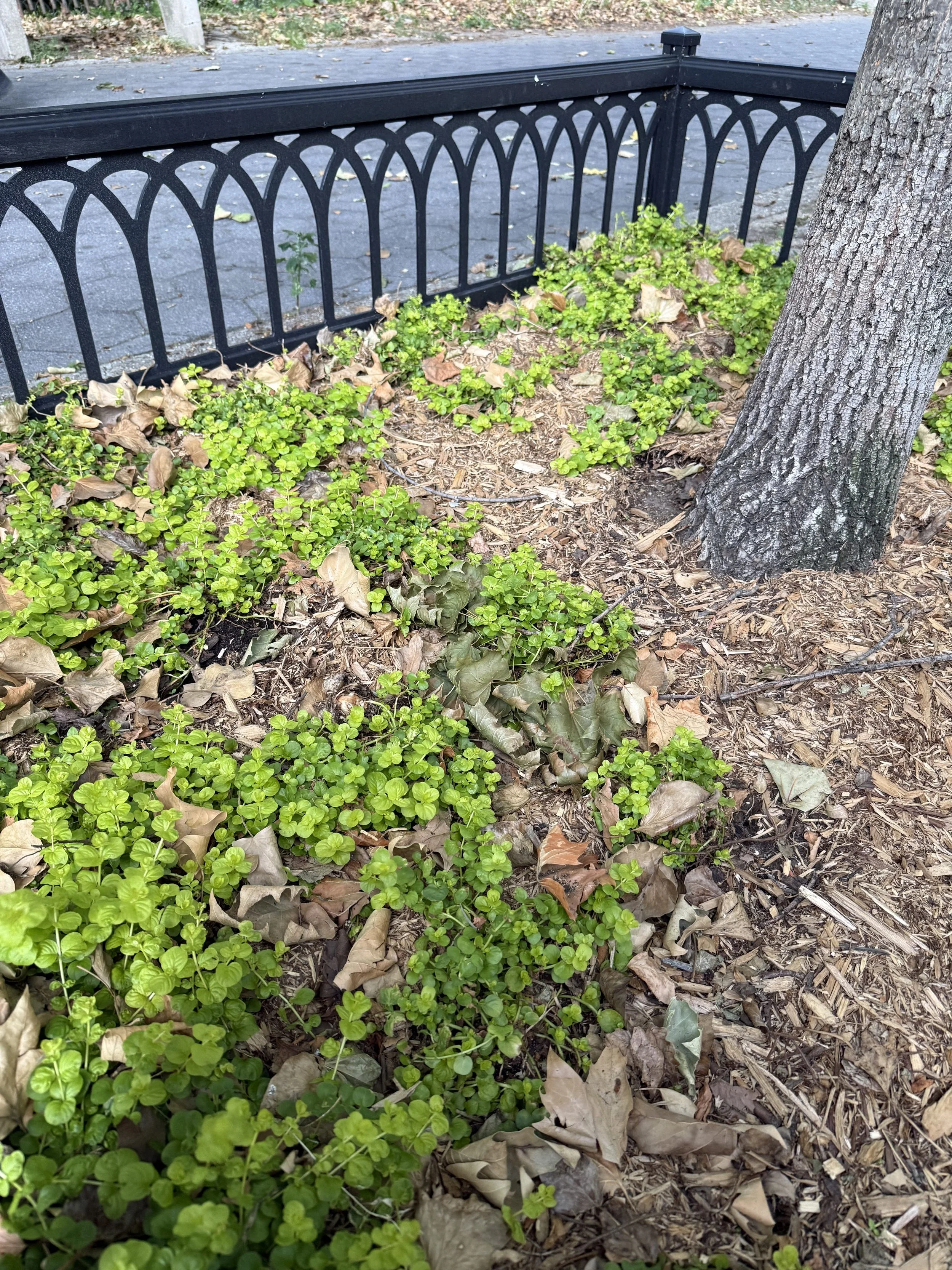 Creeping Jenny (Lysimachia nummularia)