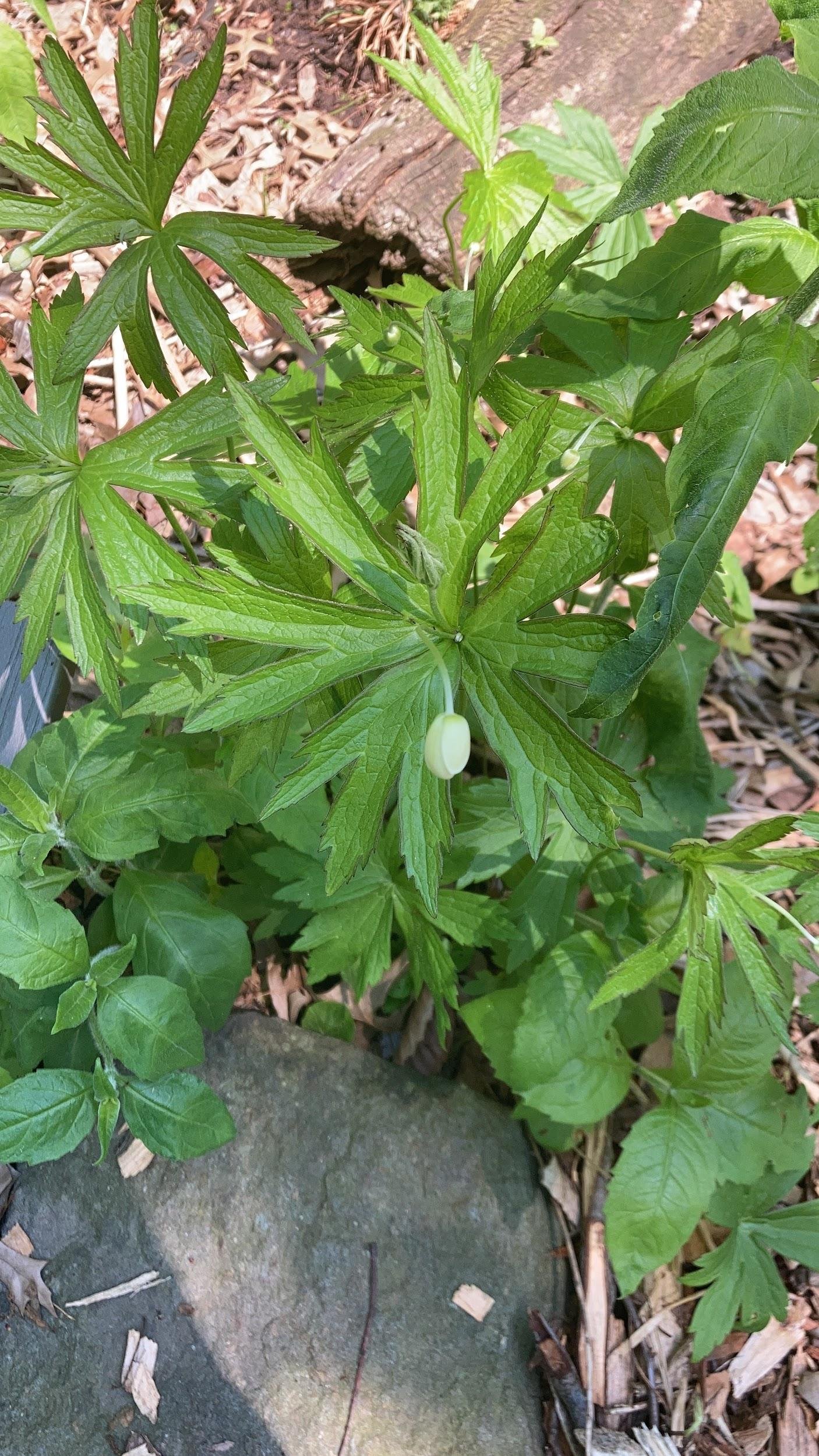 Meadow anemone (Anemonastrum canadense)