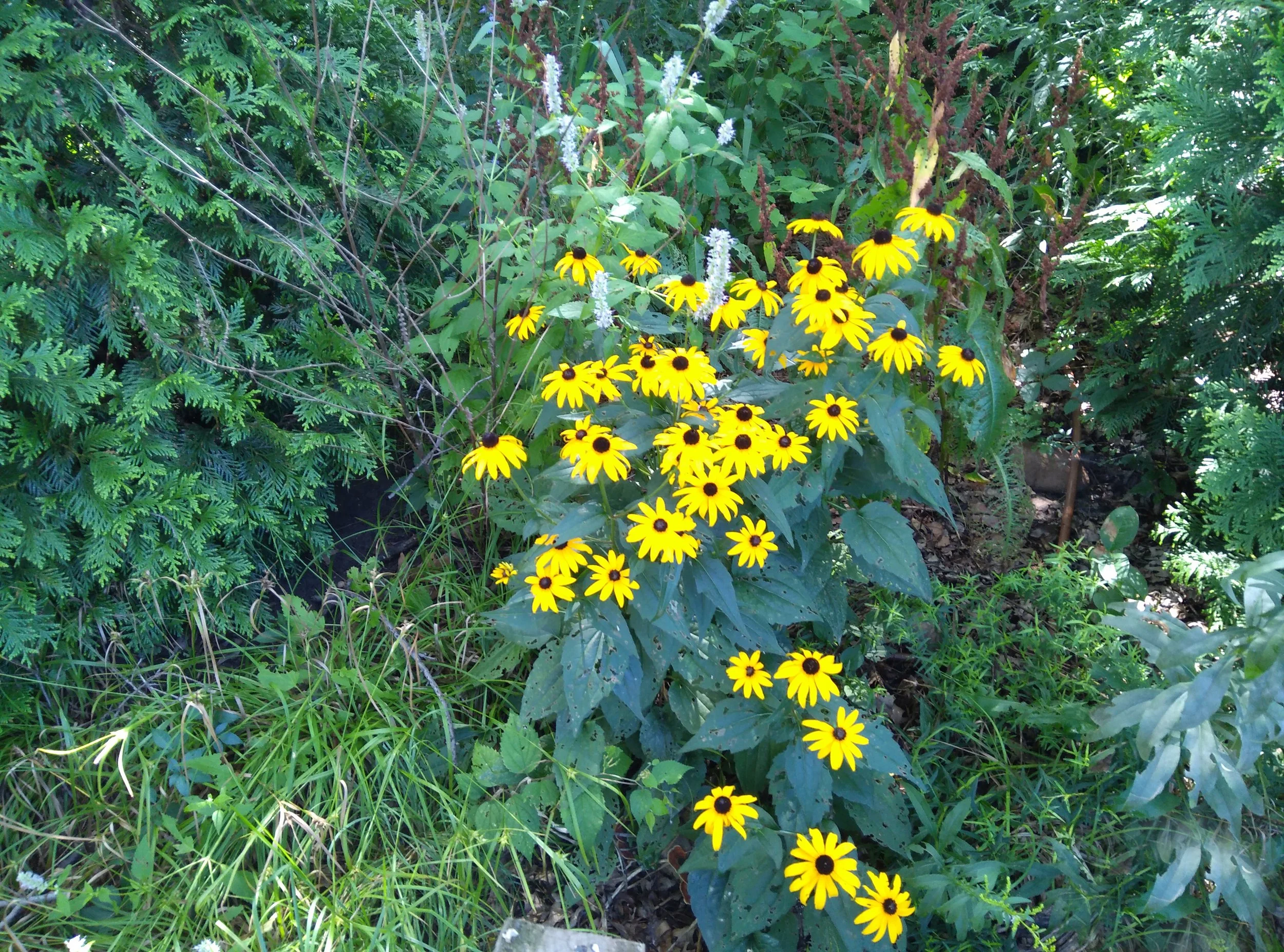 Black-eyed Susan (Rudbeckia hirta)