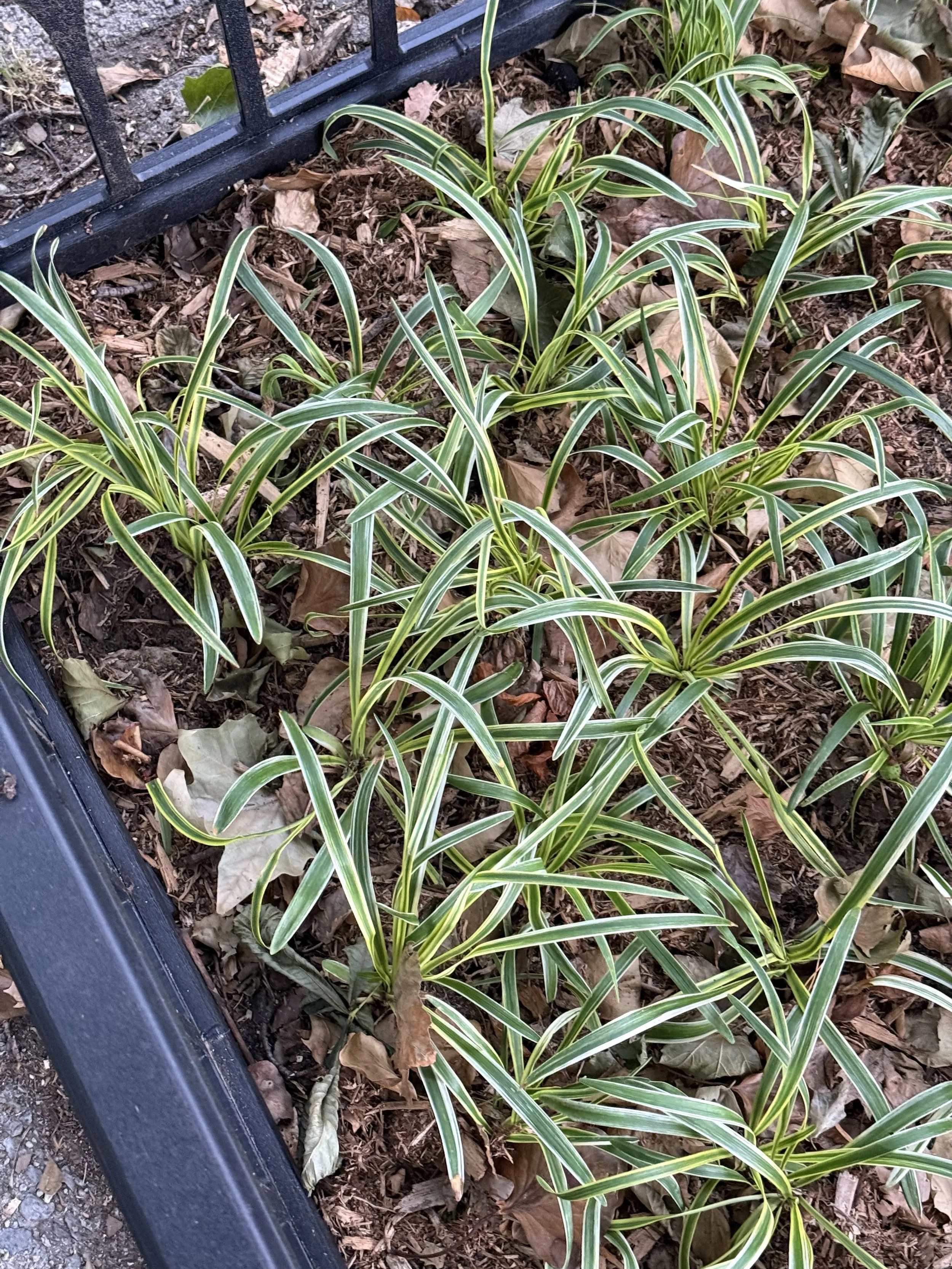 Variegated Lilyturf (Liriope muscari cultivar)
