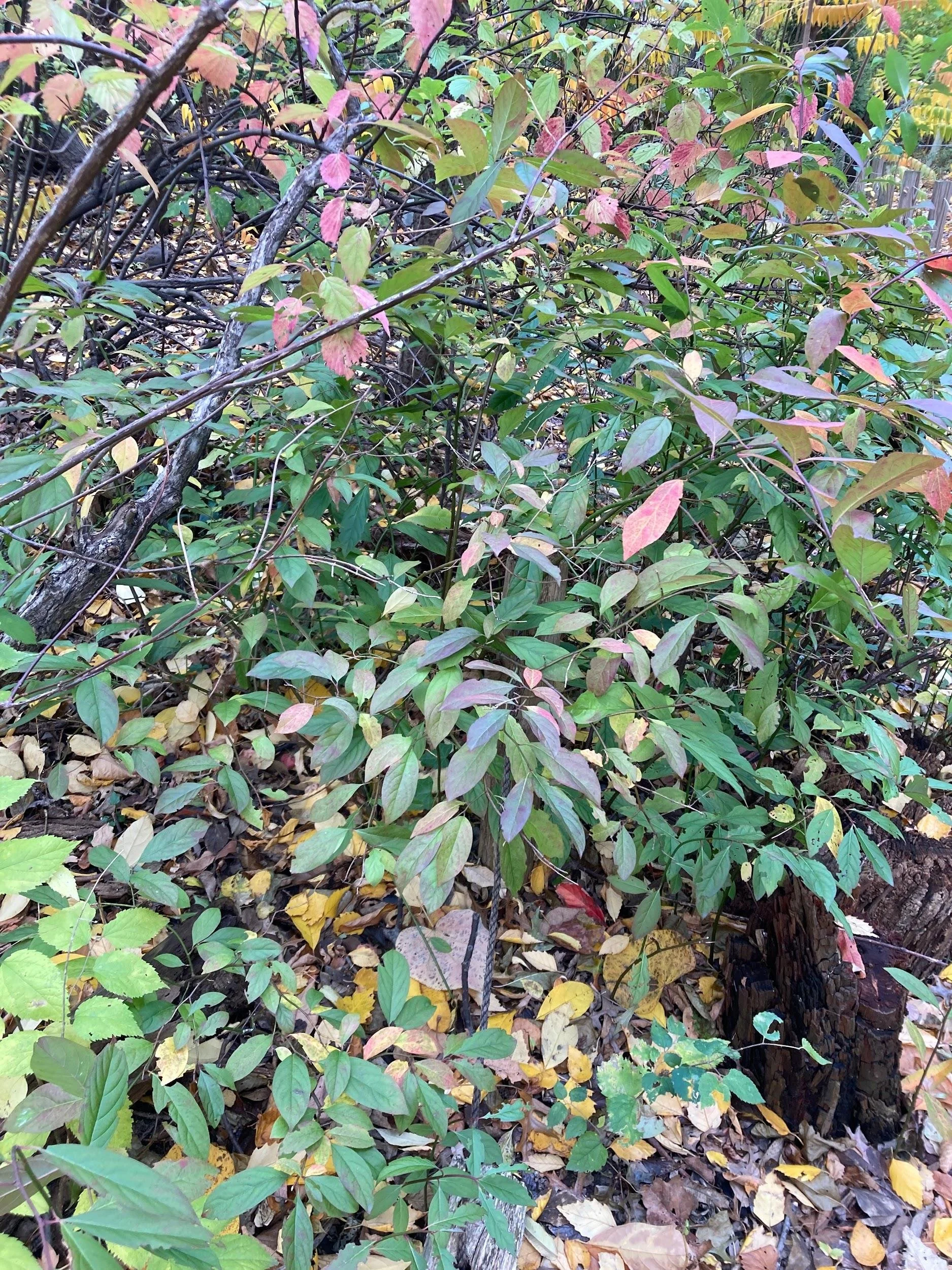 Virginia sweetspire (Itea virginica)