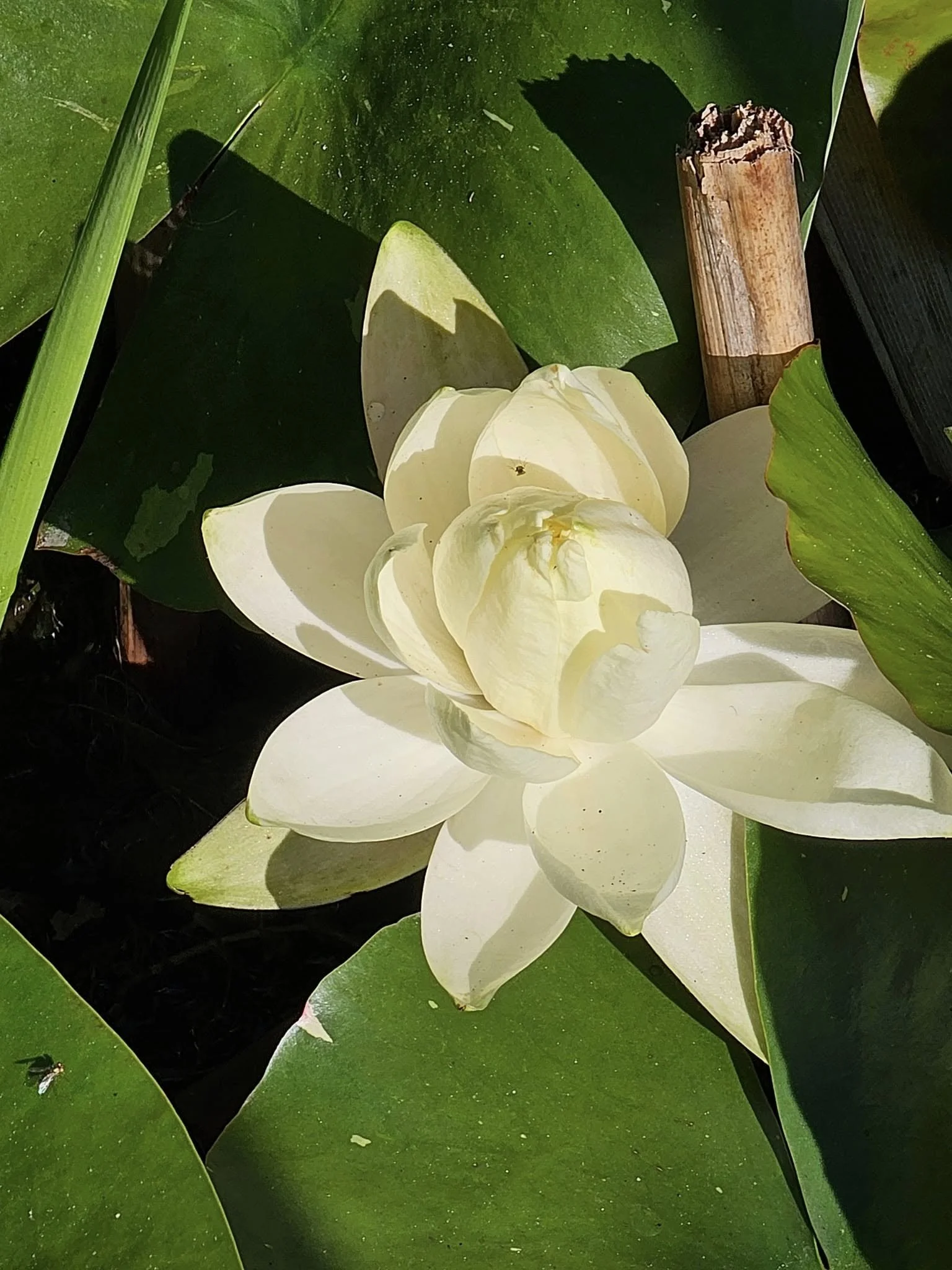 White Water Lily (Nymphaea odorata)