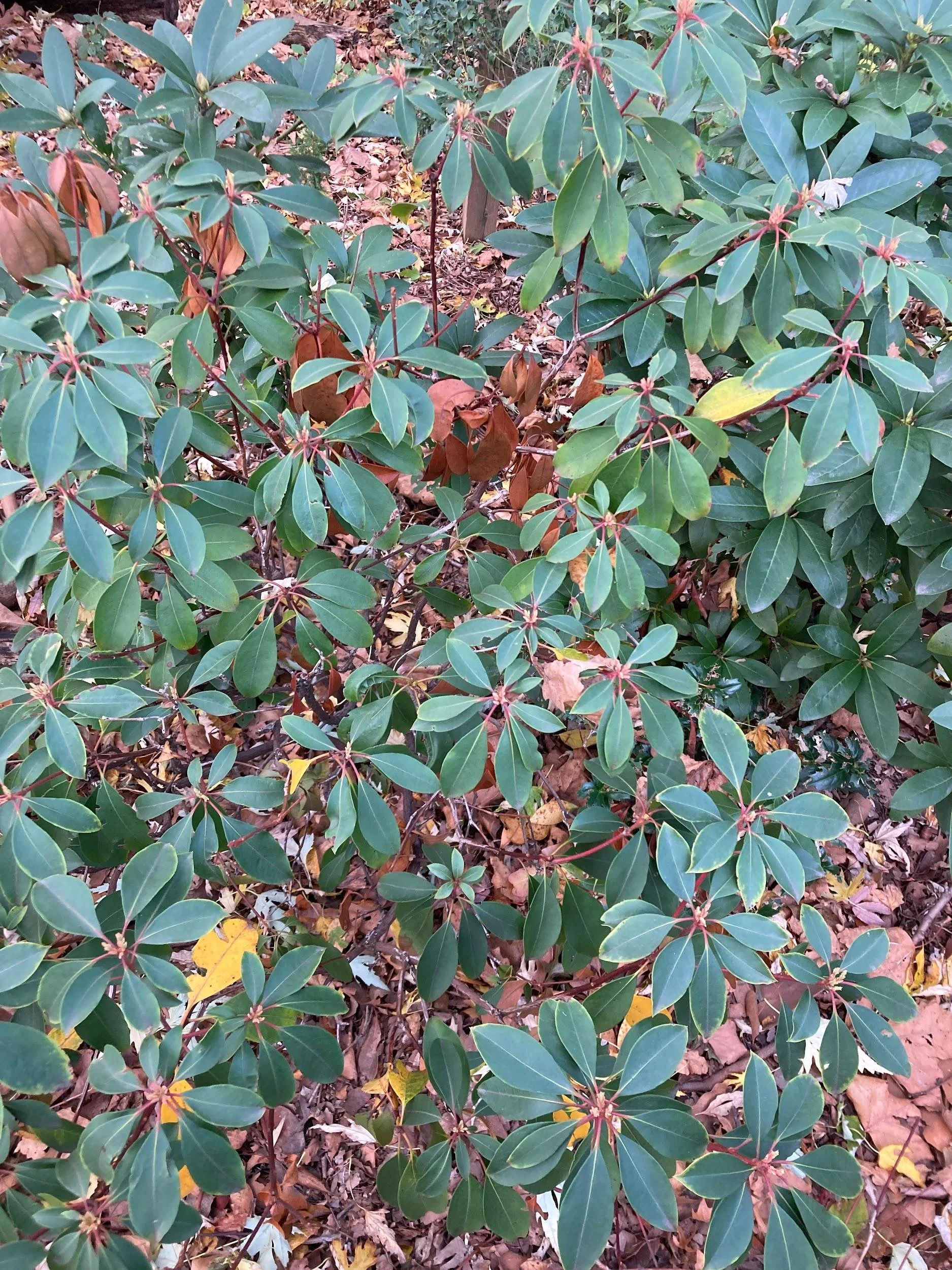 Mountain laurel (Kalmia latifolia)