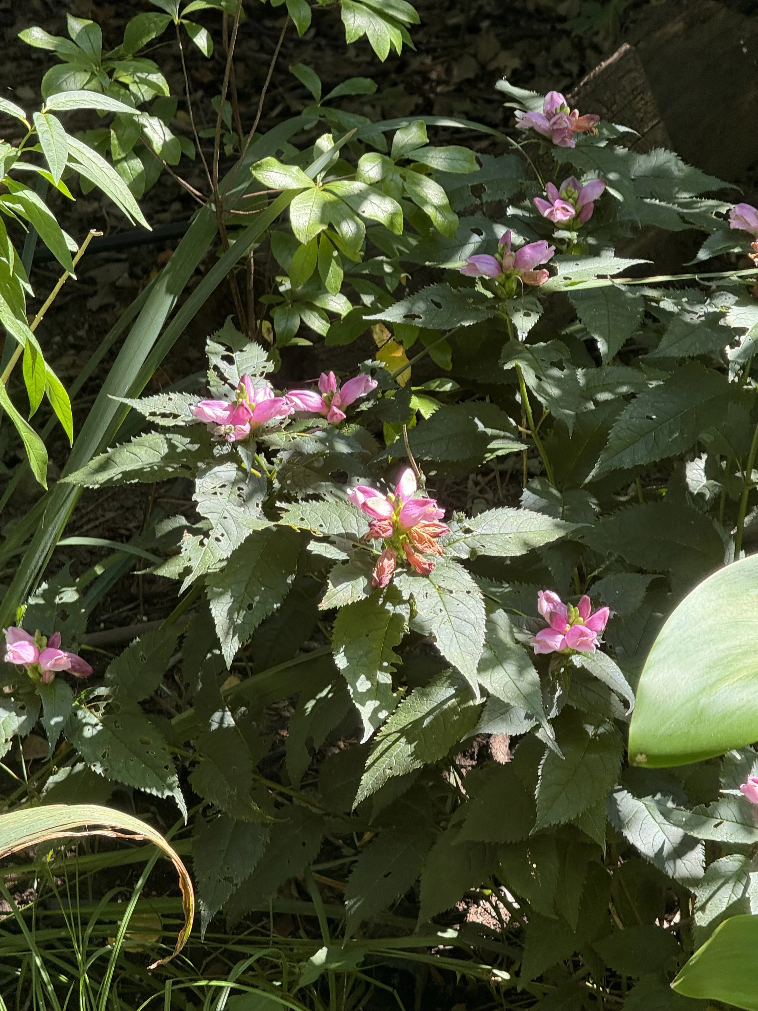 Pink Turtlehead (Chelone lyonii)