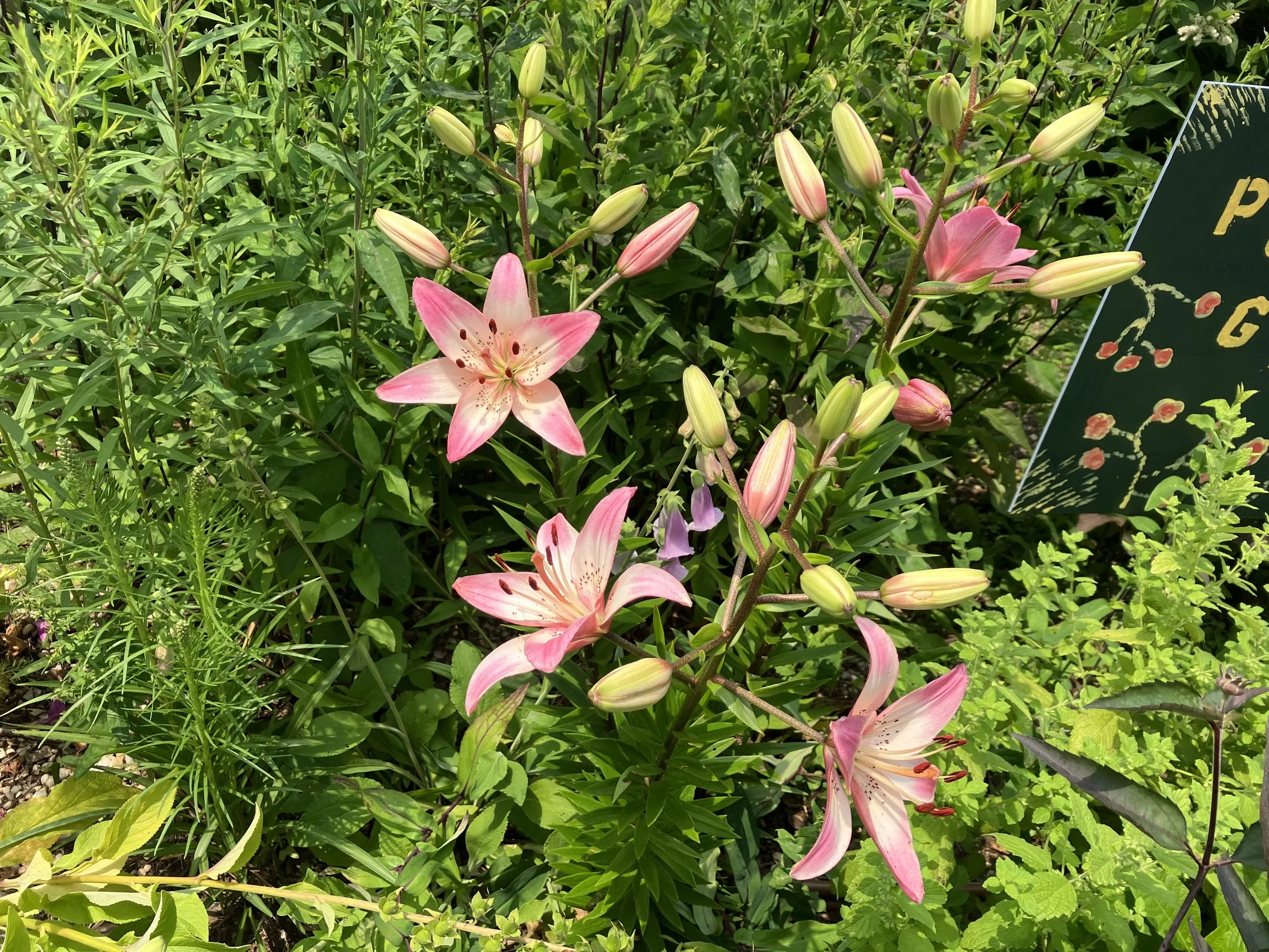 IMG_1584.jpeg
