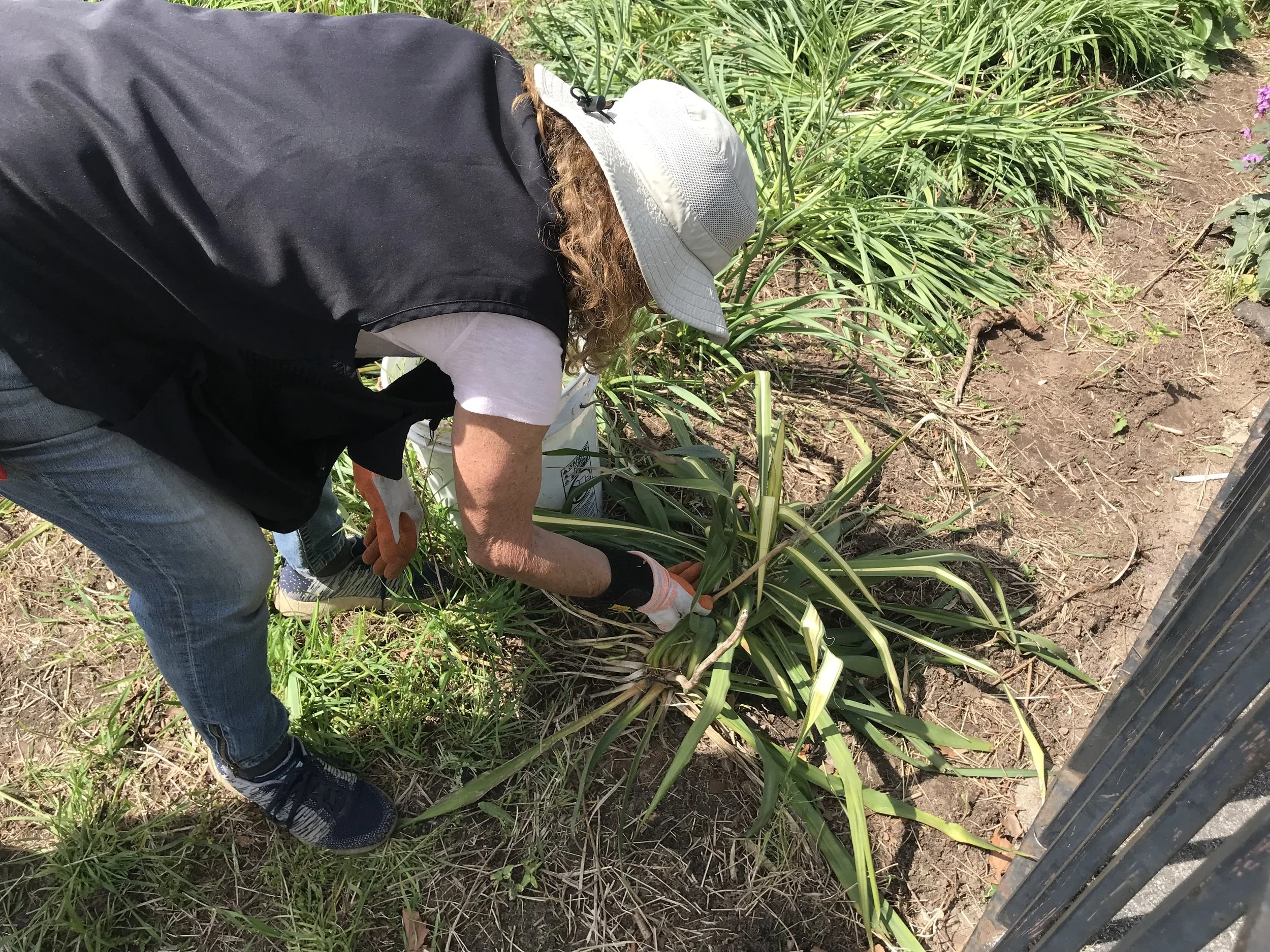 volunteer pullin weeds