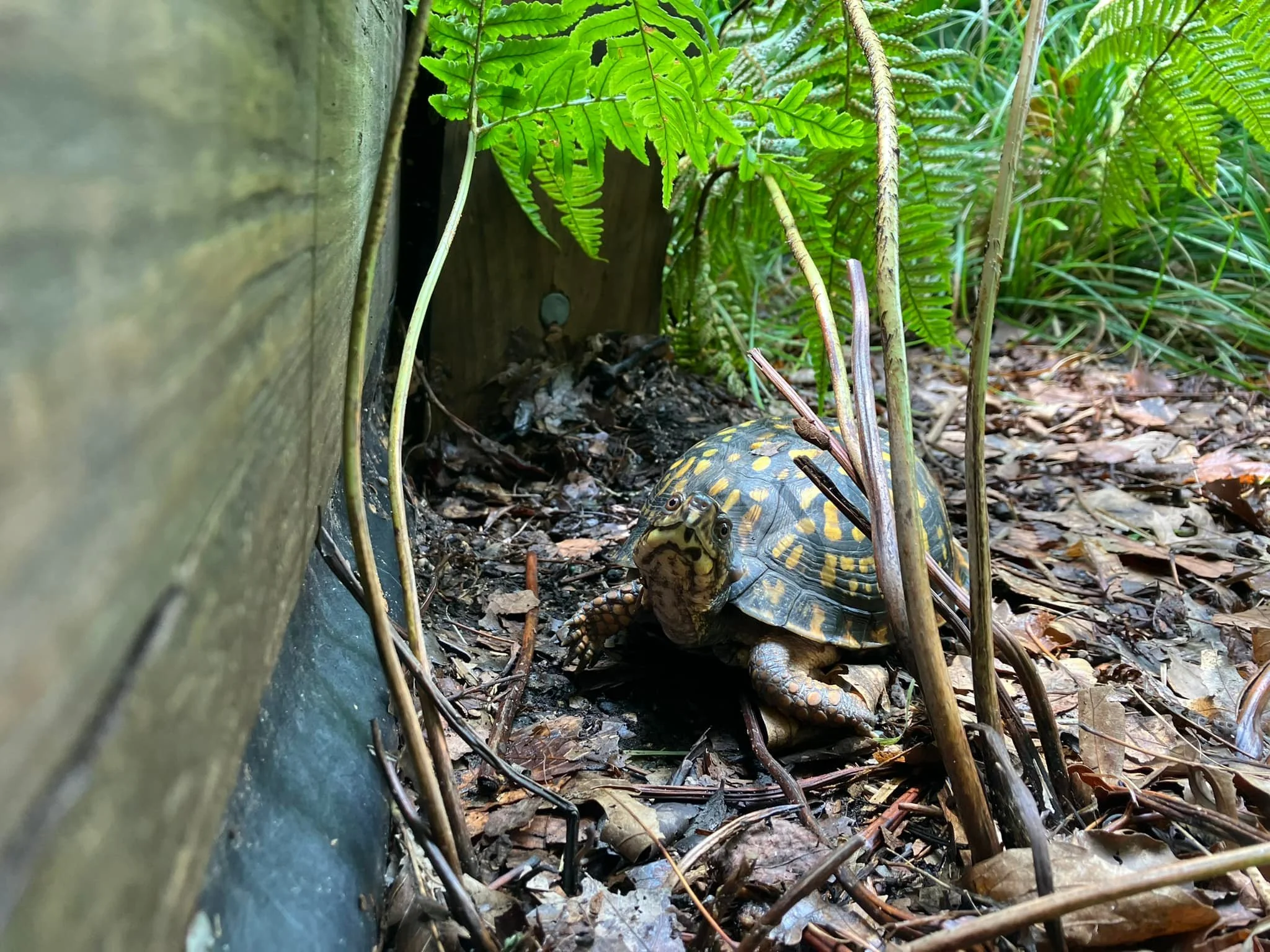 Turtle & Wildlife Sanctuary