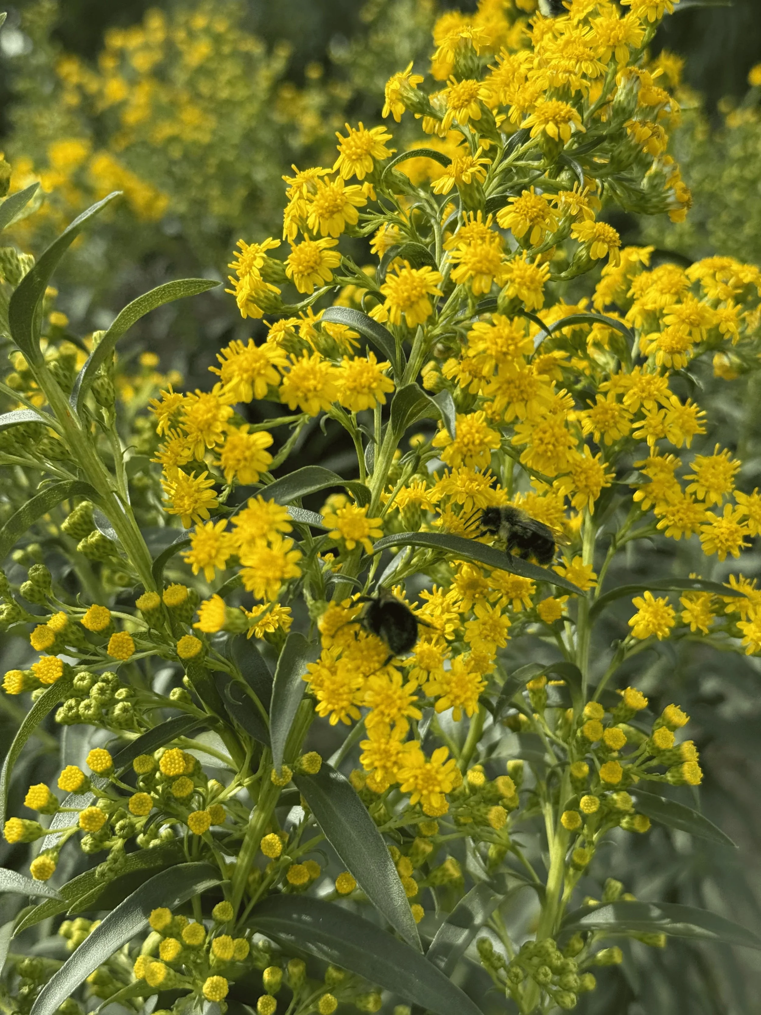 Goldenrod (Solidago spp.) Eastern Bumble Bee (Bombus impatiens)