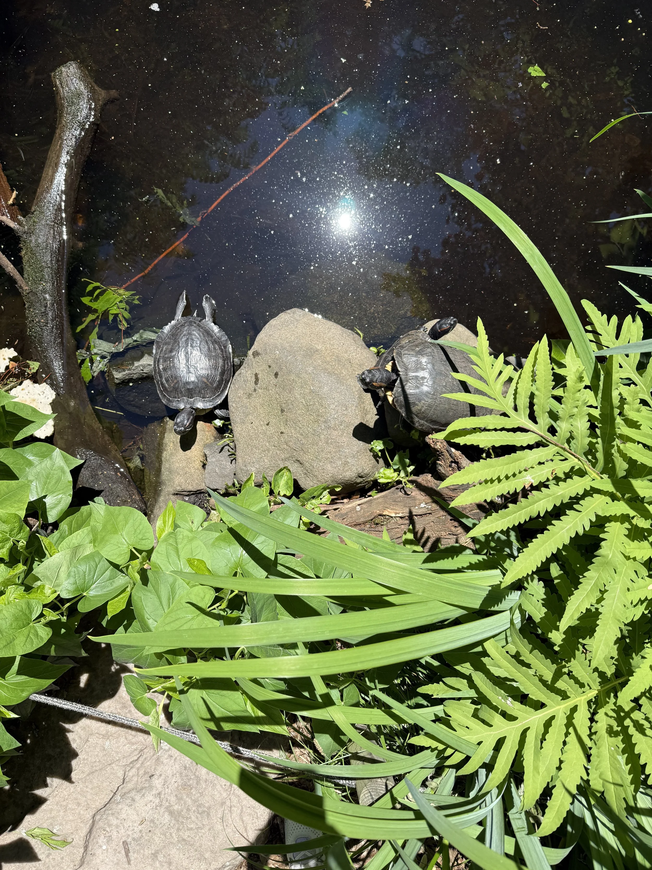 Turtles in the Wildlife Sanctuary basking in the sun 