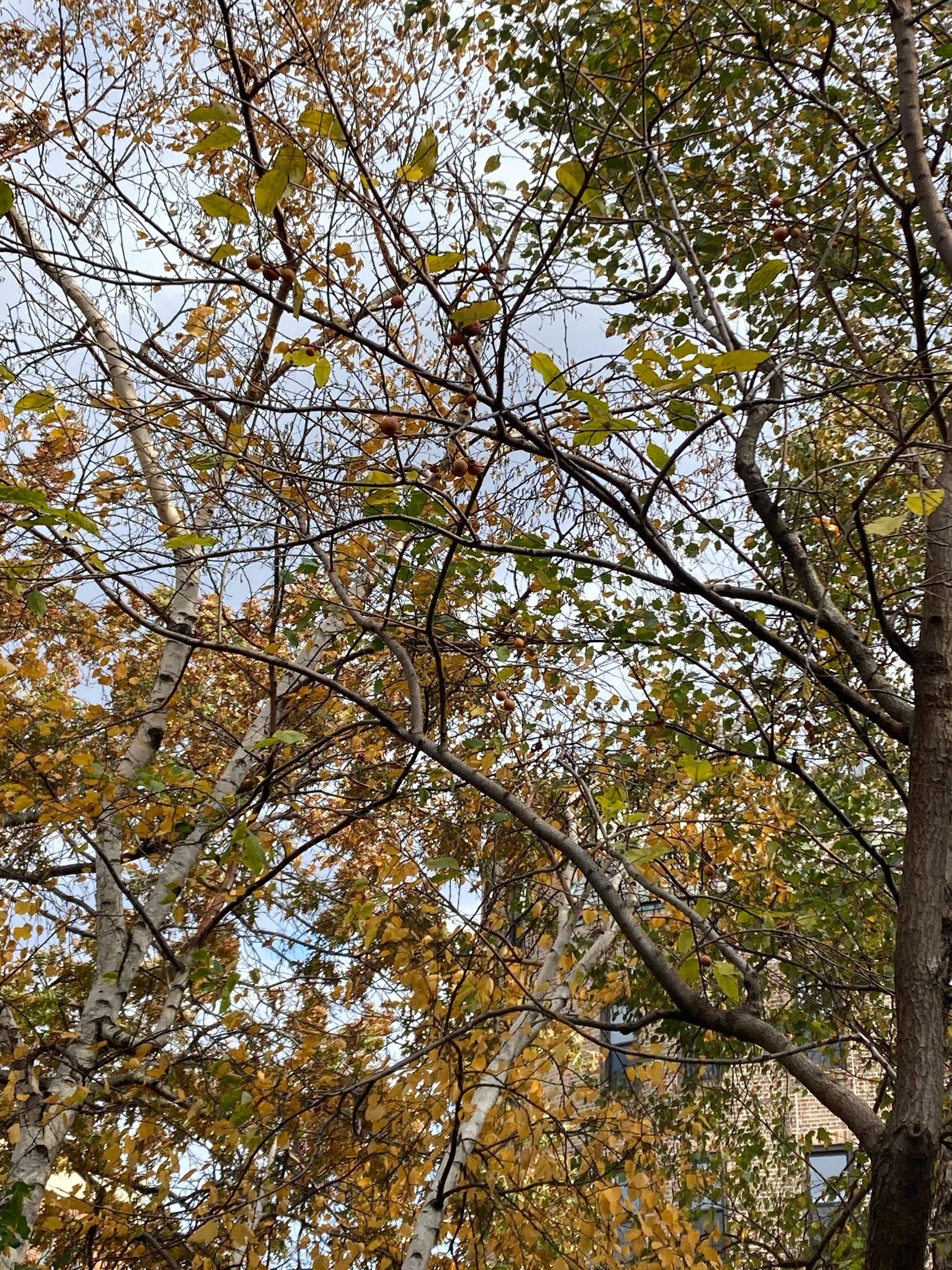 American persimmon (Diospyros virginiana)