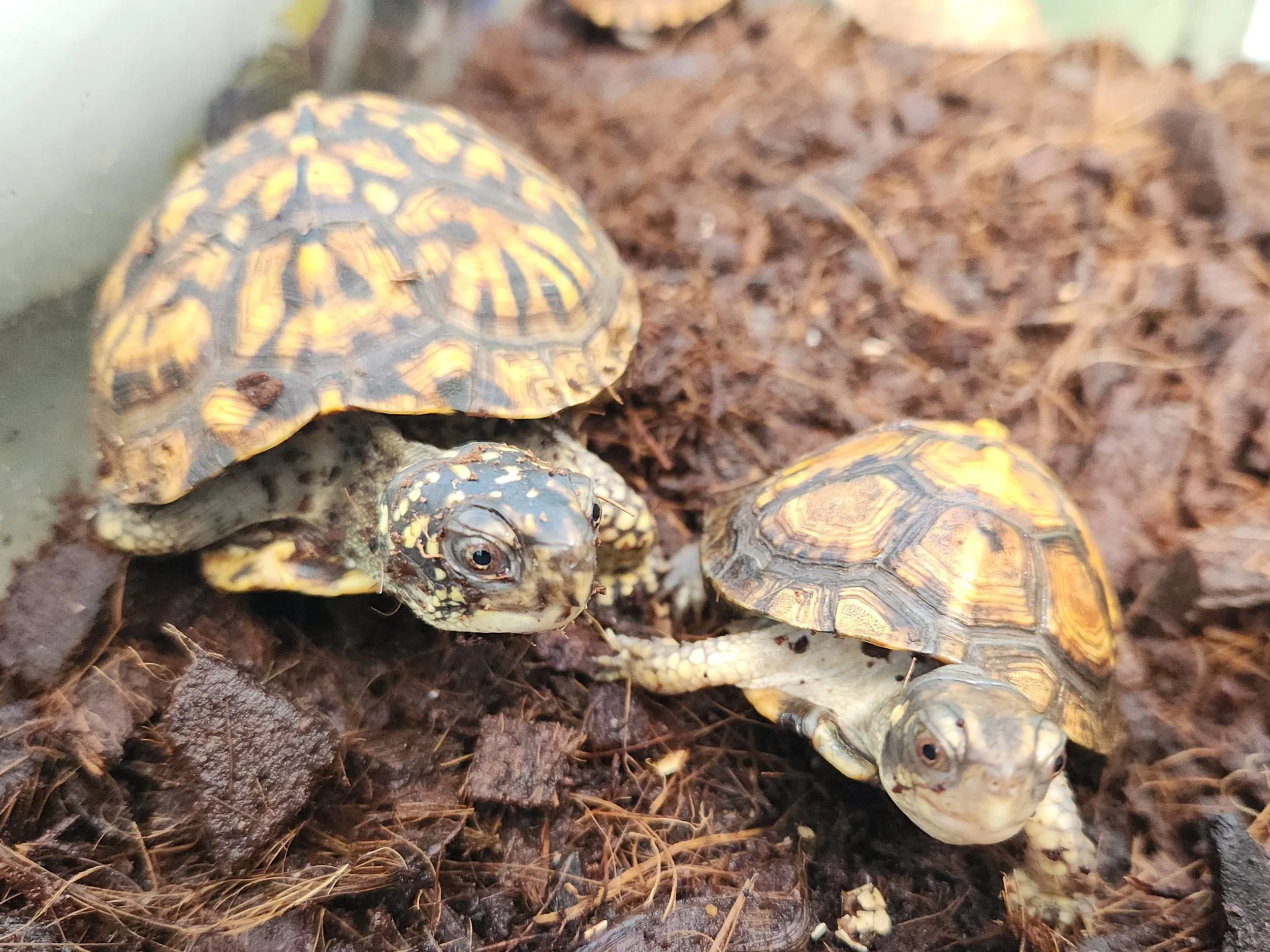 baby box turtles
