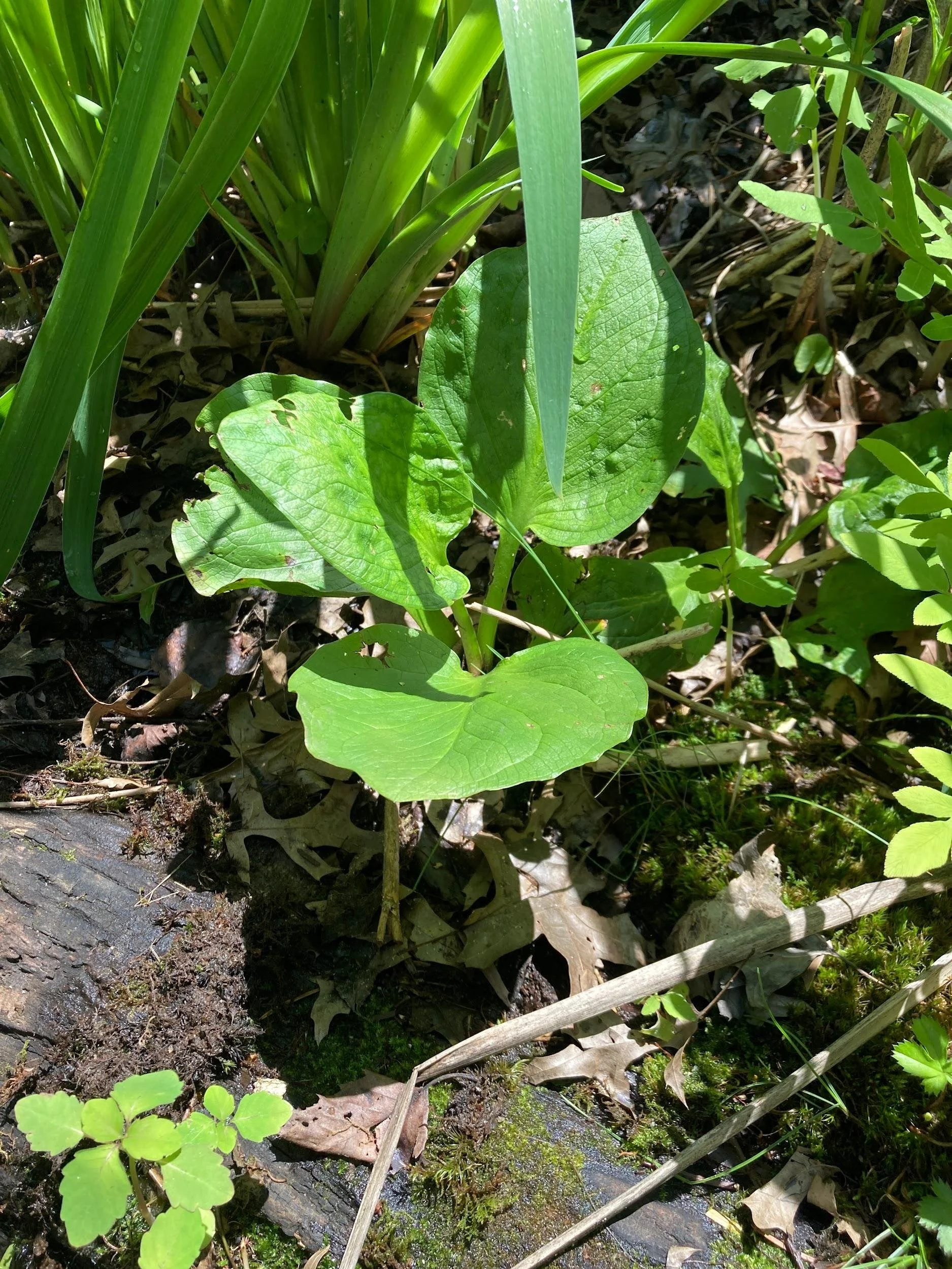 Skunk cabbage (Symplocarpus foetidus)