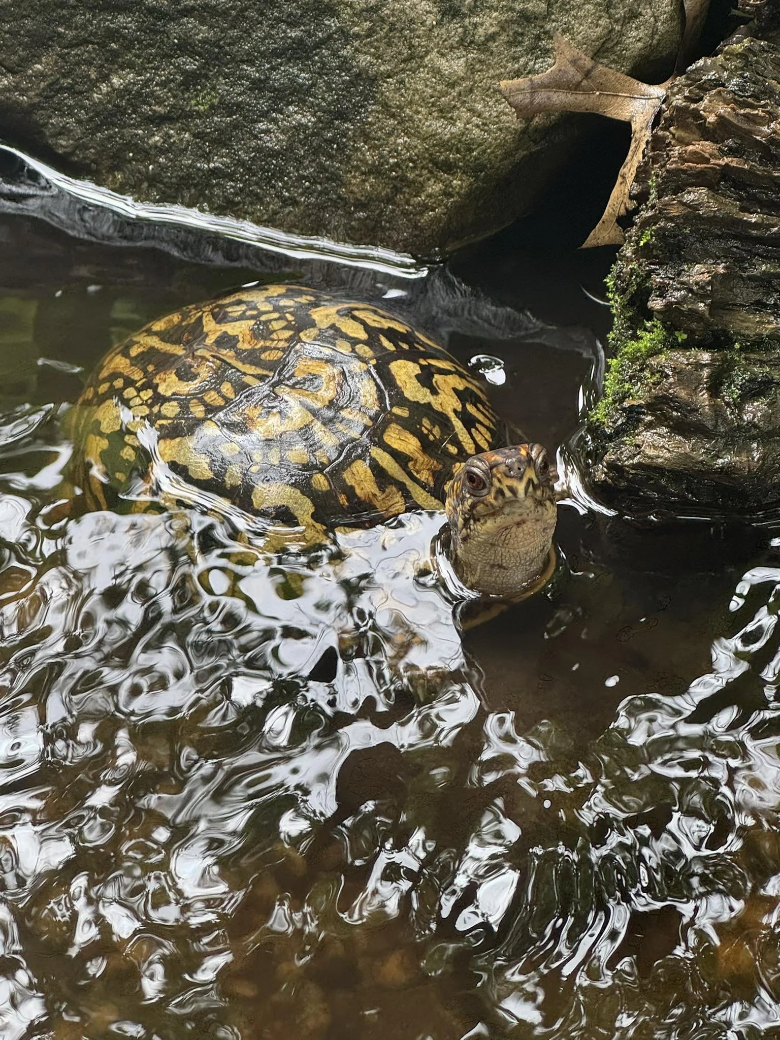 Turtle box in new pond