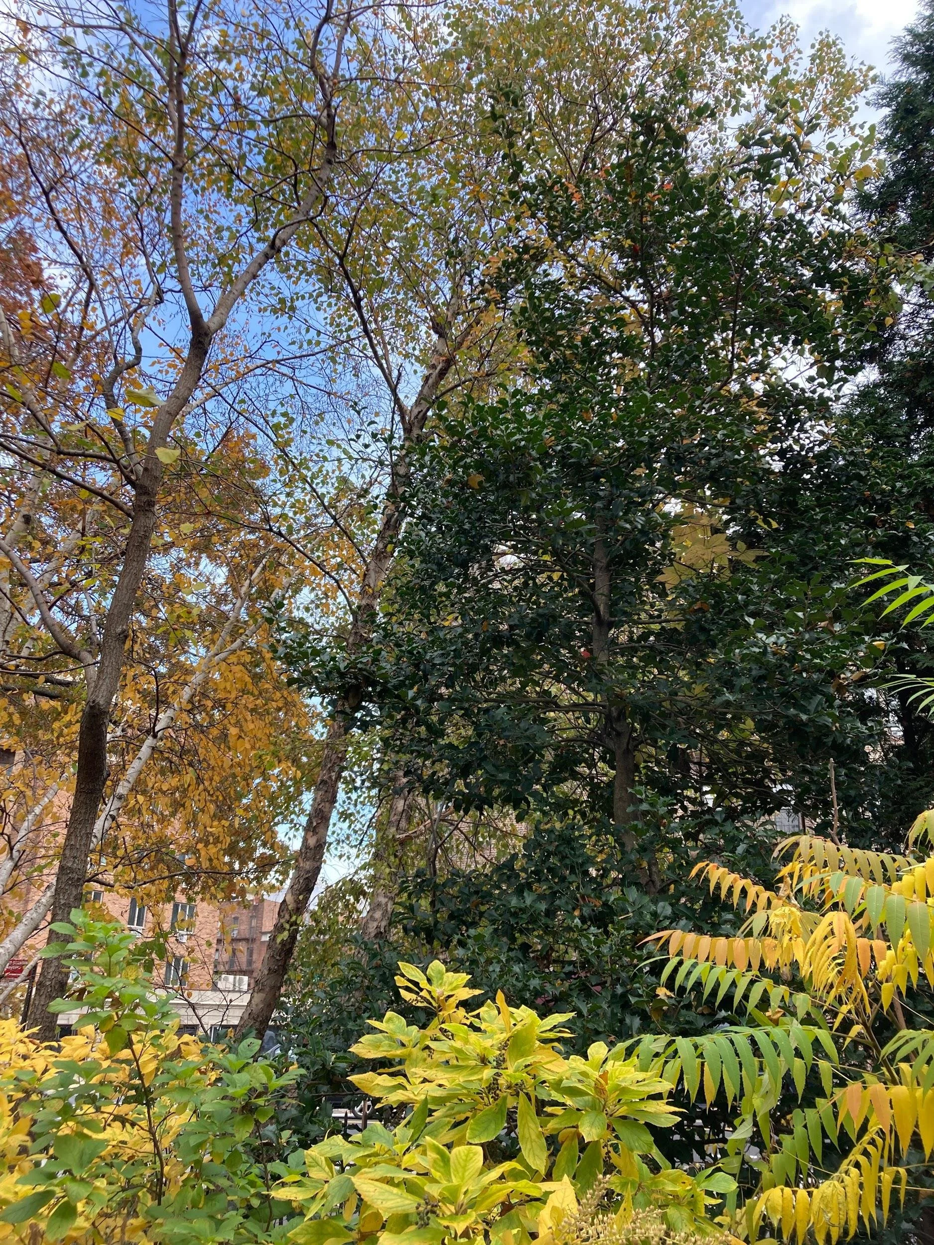 American holly (Ilex opaca)