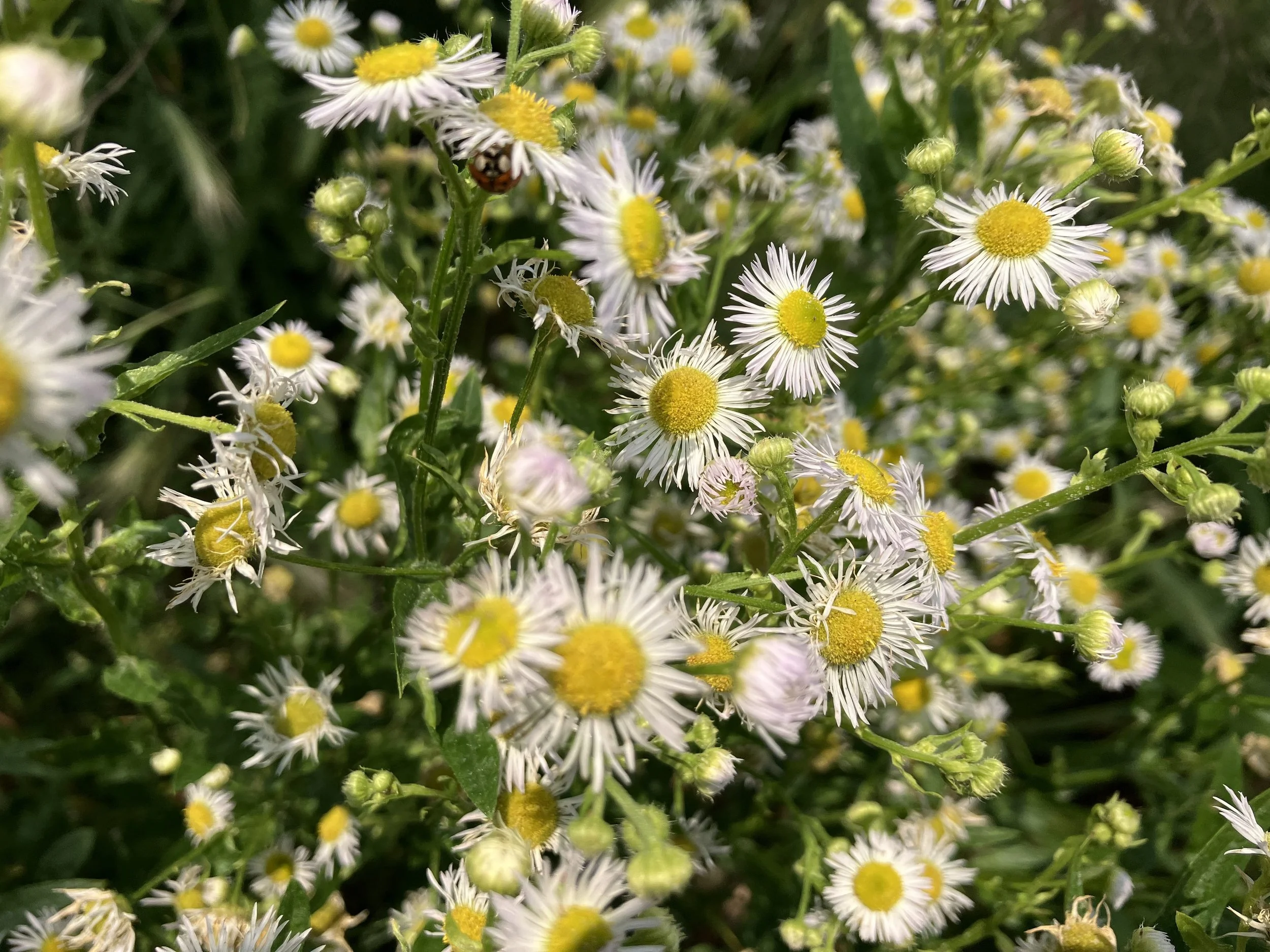 Prairie Fleabane (Erigeron strigosus)